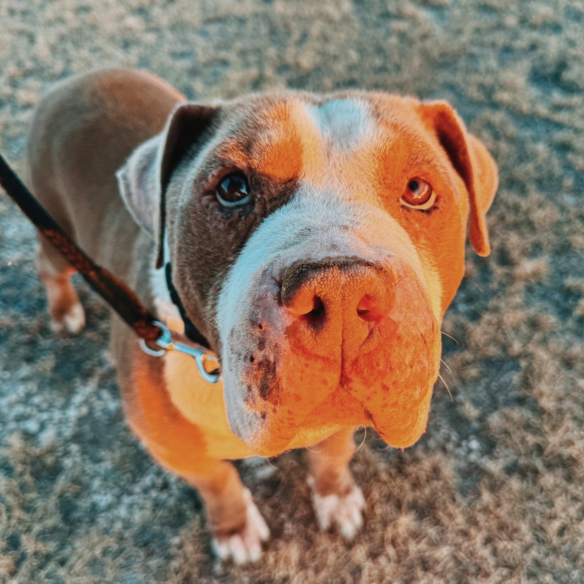 HUGO, ADOPTABLE, Adult Male American Bully.