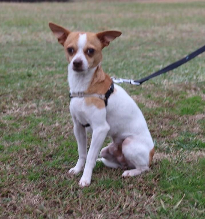 Eddy, Adopted, Young Male Chihuahua.