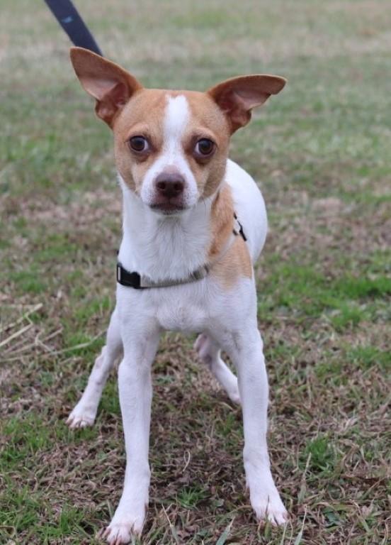 Enlarge Eddy, a Adopted Chihuahua in Winchester, TN image 2/2