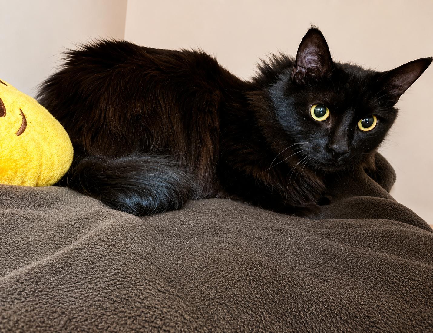 Enlarge Patricia, a ADOPTABLE Domestic Long Hair in BURNABY, BC image 1/1