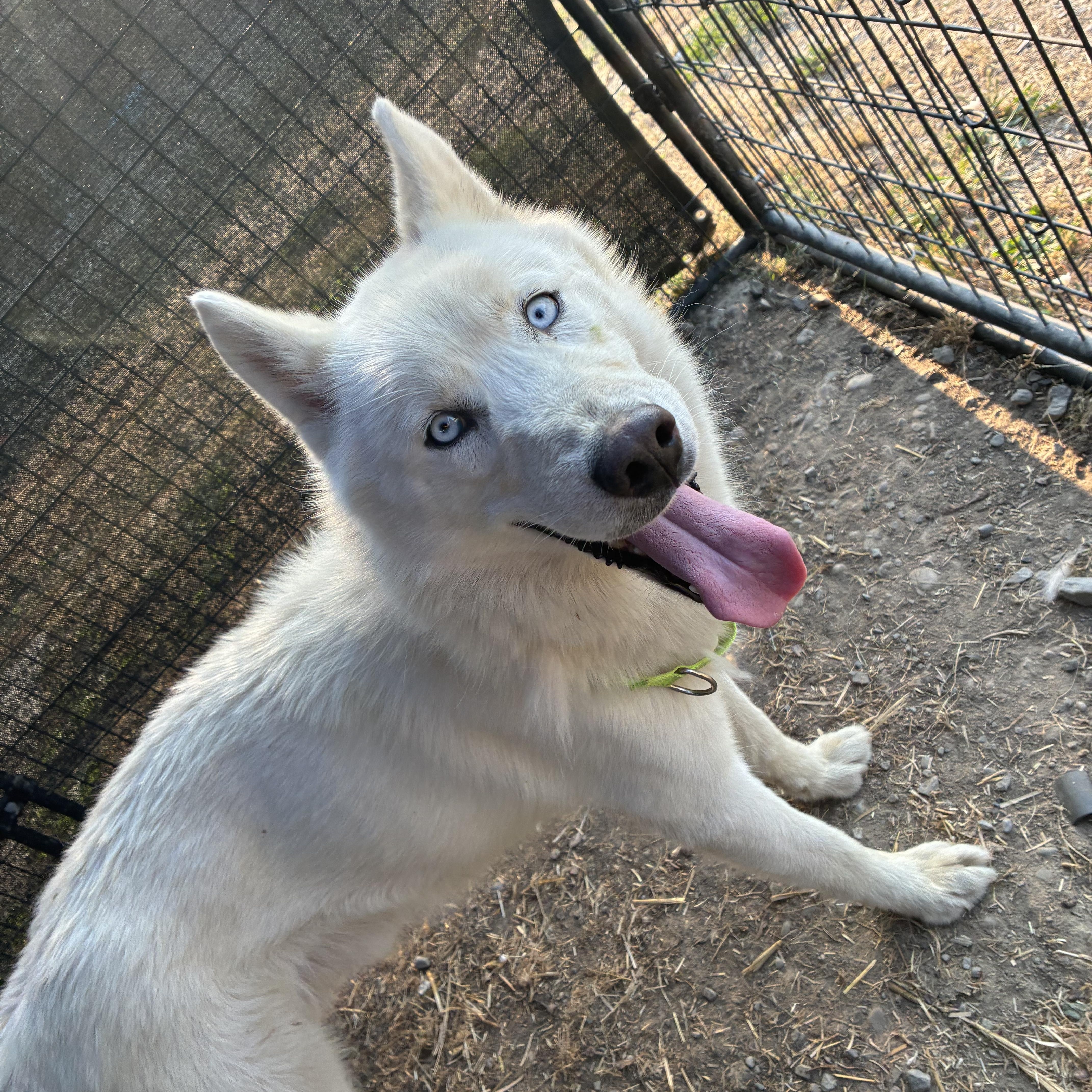 Casper, ADOPTABLE, Adult Male Husky.