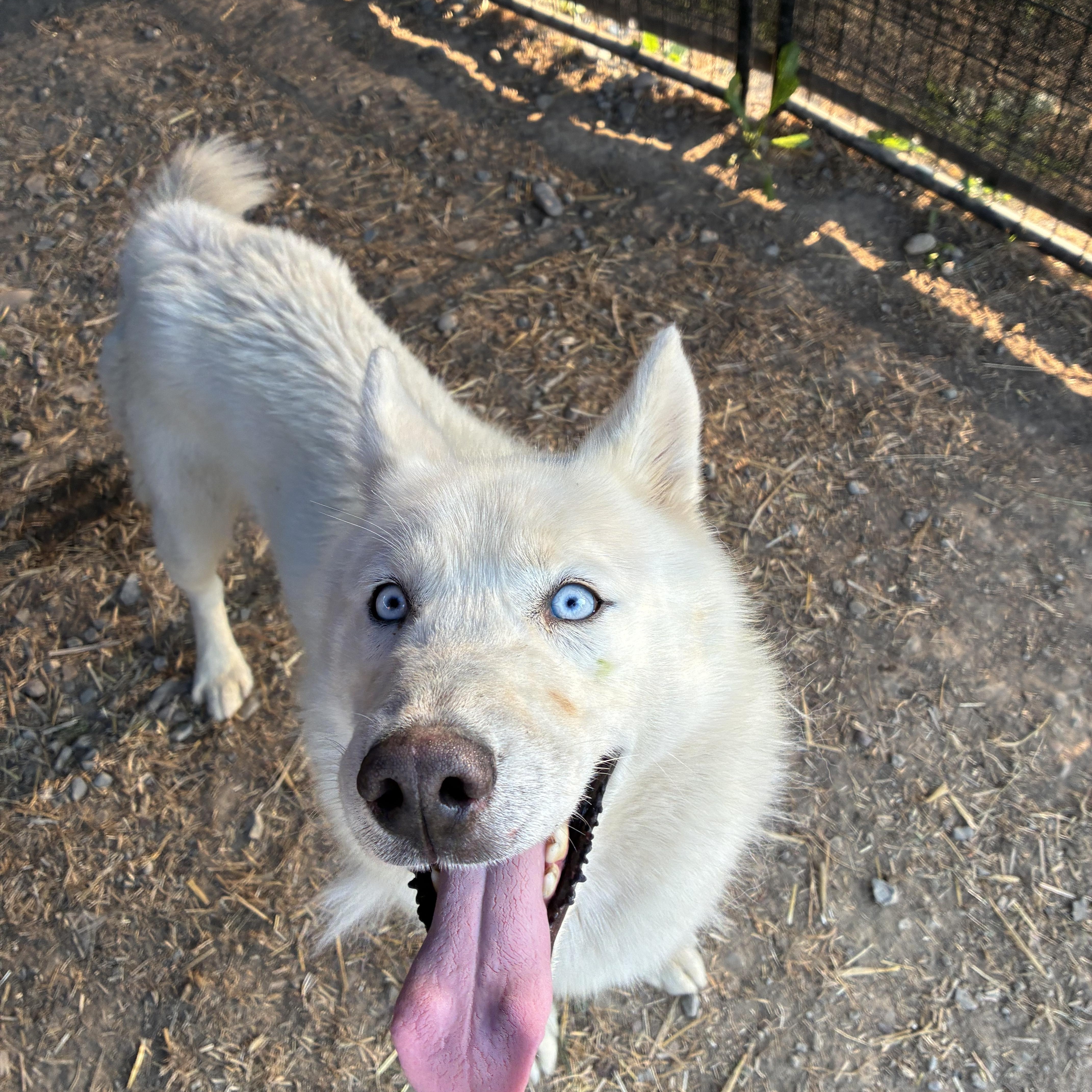 Casper, a ADOPTABLE Husky in Bonners Ferry, ID image 3/4