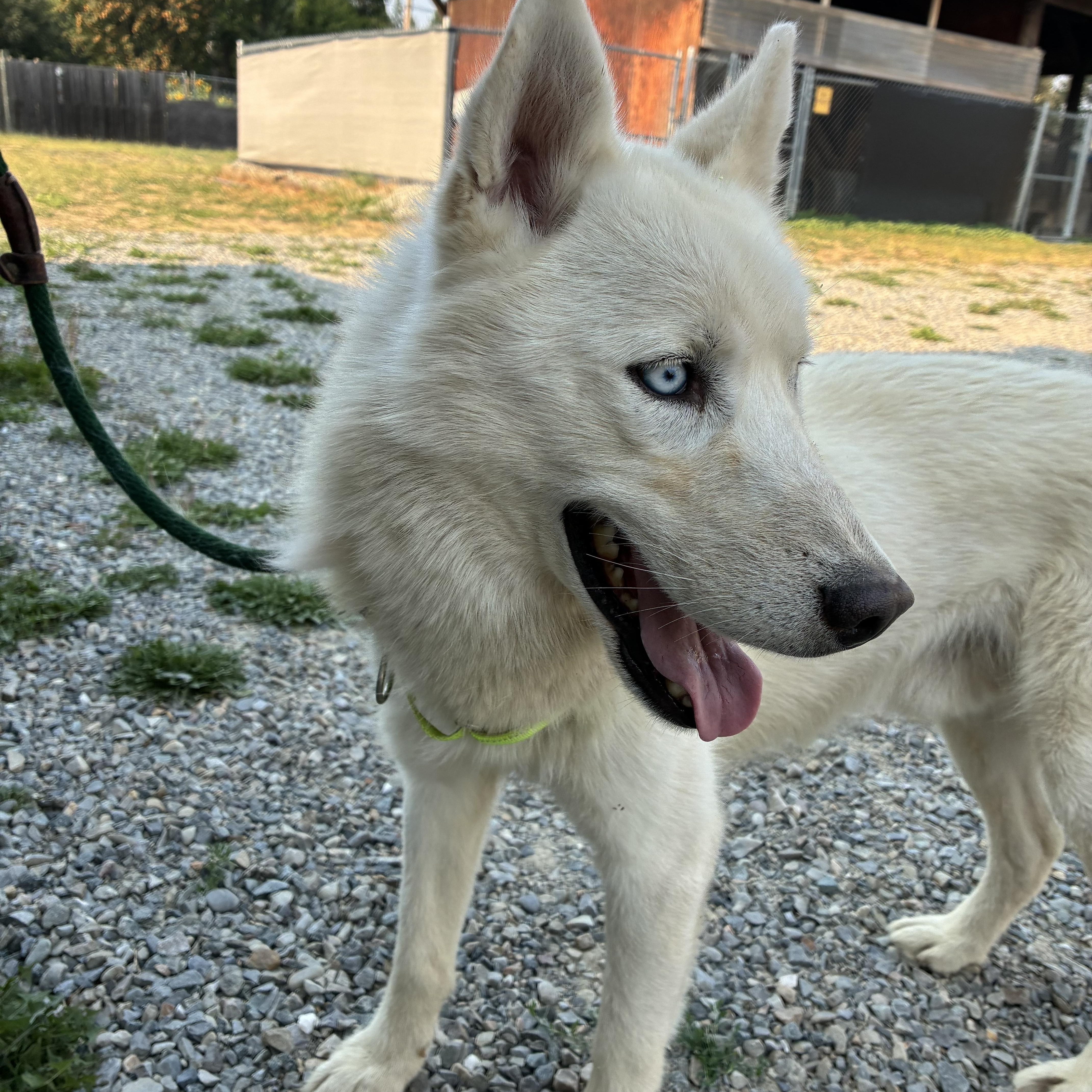 Casper, a ADOPTABLE Husky in Bonners Ferry, ID image 2/4