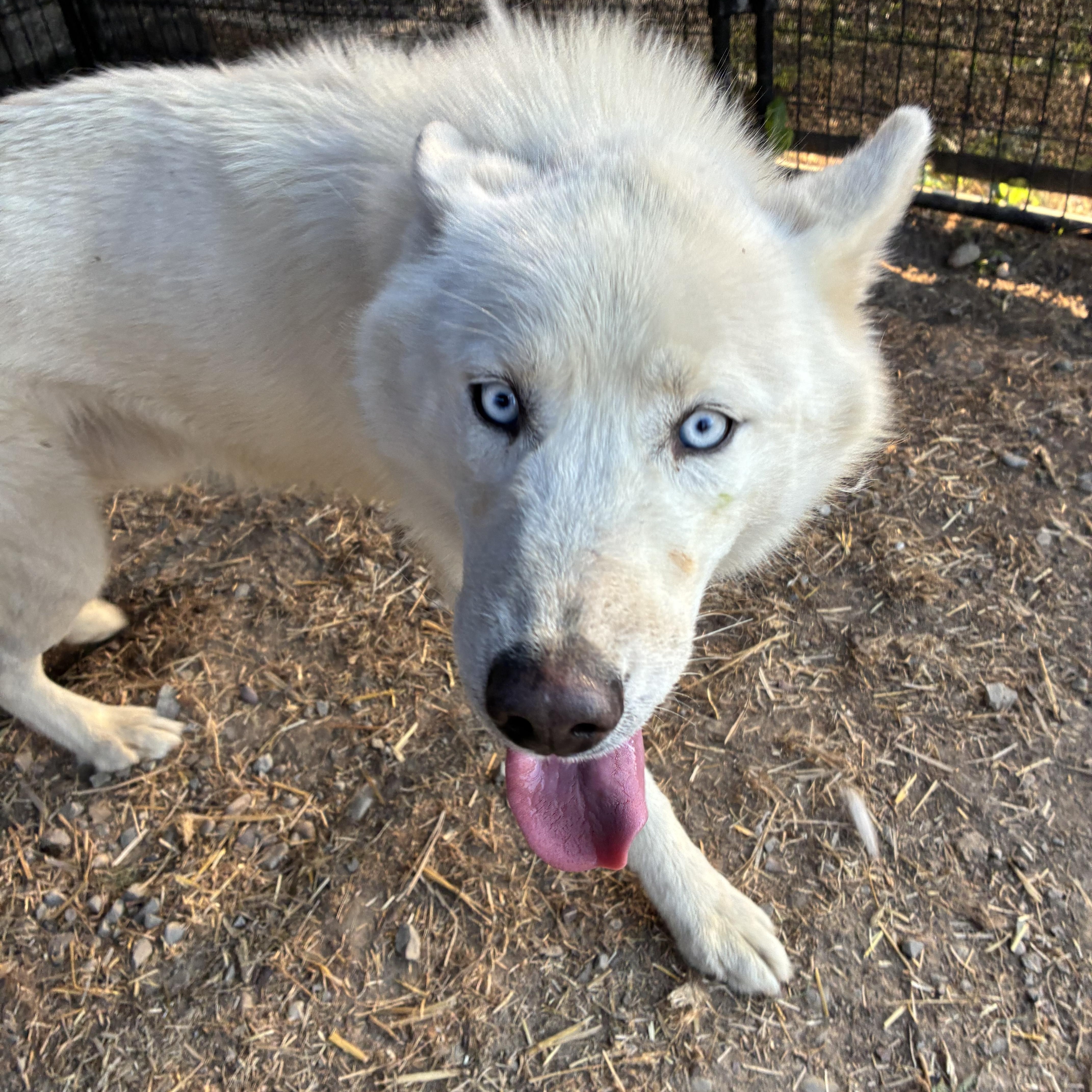 Casper, a ADOPTABLE Husky in Bonners Ferry, ID image 4/4