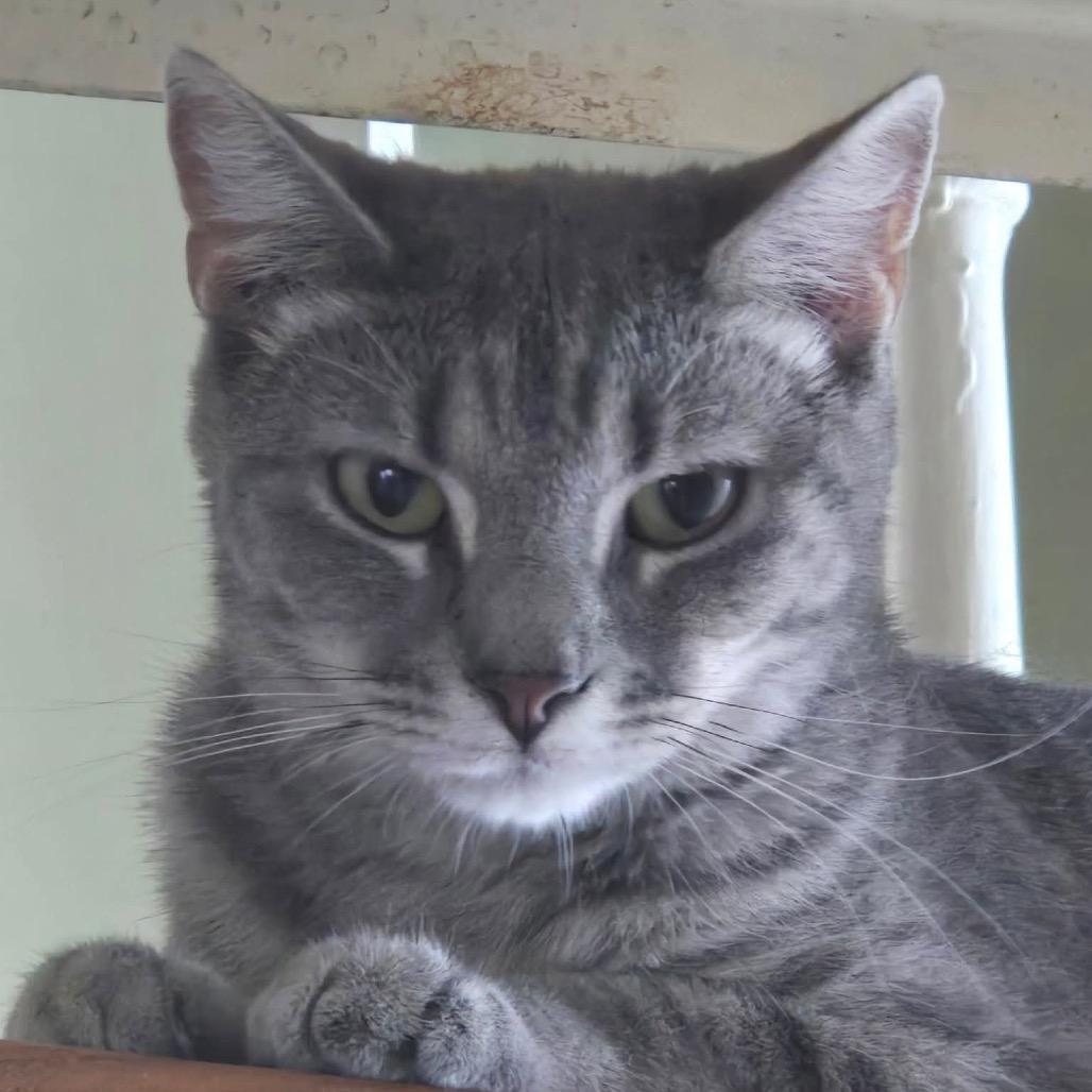 Enlarge Omega **Off-Site Foster Home**, a Adoptable Domestic Short Hair in Troy, IL image 1/1