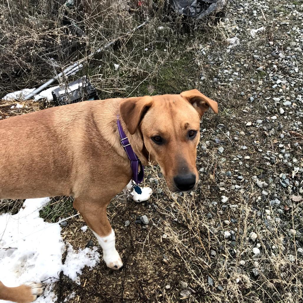Bubbles, Adoptable, Young Female Labrador Retriever & Pit Bull Terrier.