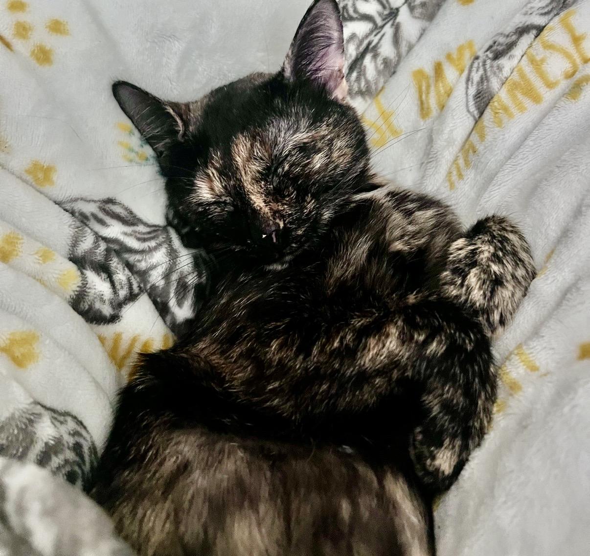 Sadie, ADOPTABLE, Adult Female Tortoiseshell.