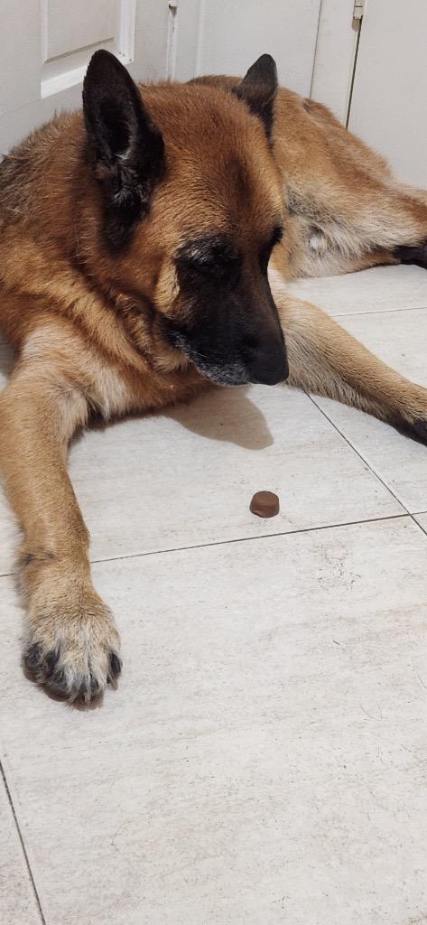 Bruno, Adoptable, Adult Male German Shepherd Dog.