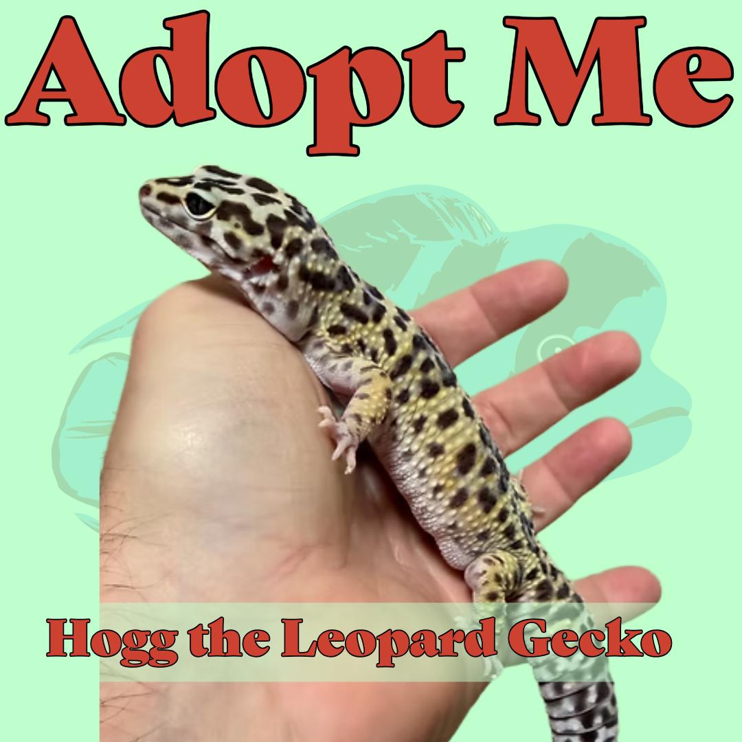 Enlarge Hogg the Leopard Gecko, a Adoptable Gecko in Neenah, WI image 1/1