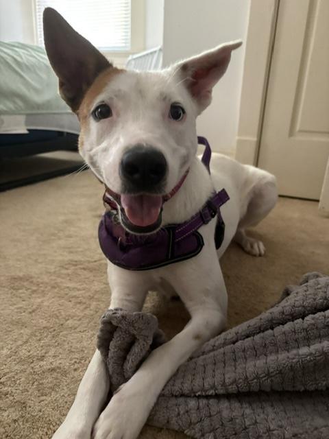 Enlarge Nanna, a ADOPTABLE mixed breed in Itasca, IL image 2/6