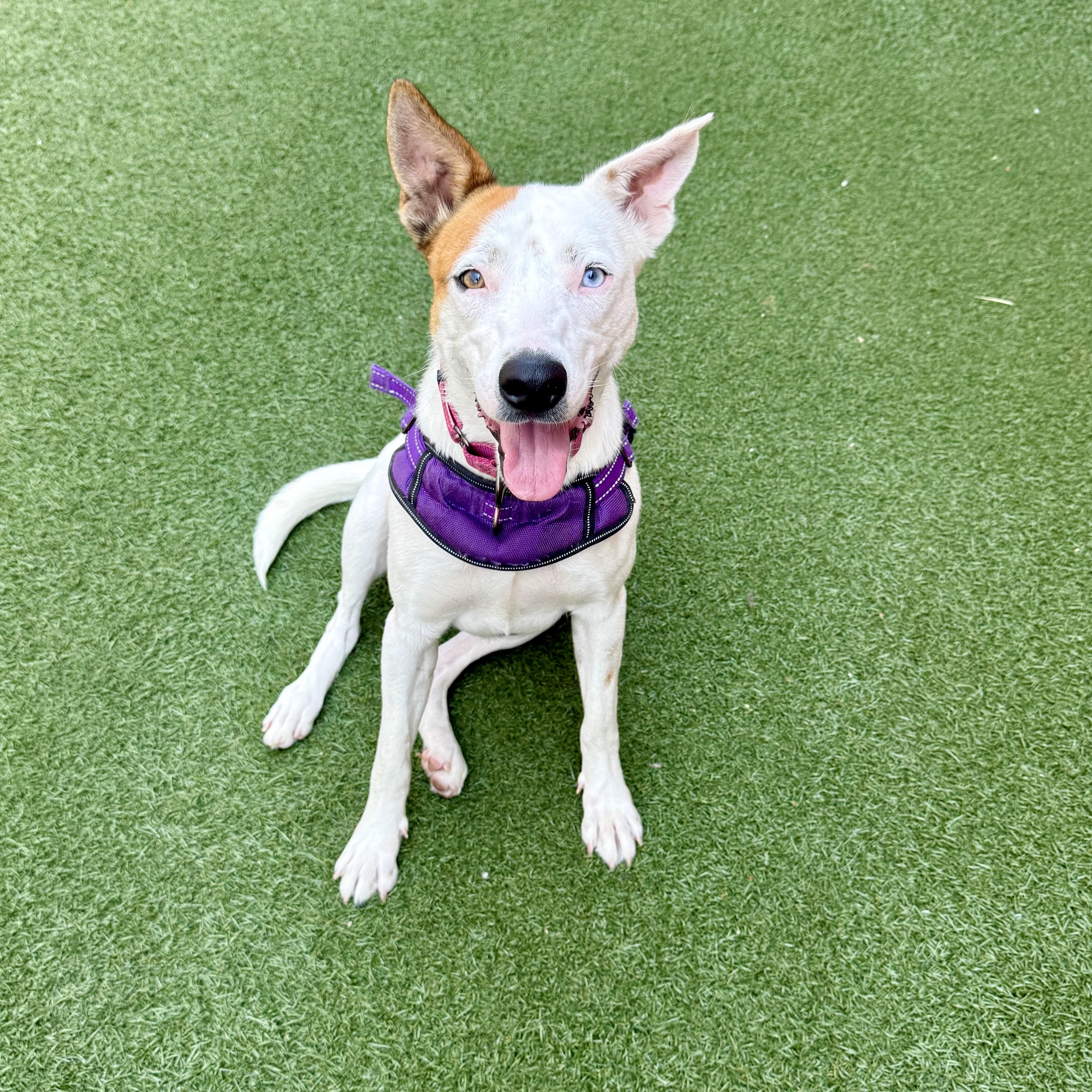 Nanna, ADOPTABLE, Young Female Australian Cattle Dog / Blue Heeler & Mixed Breed.
