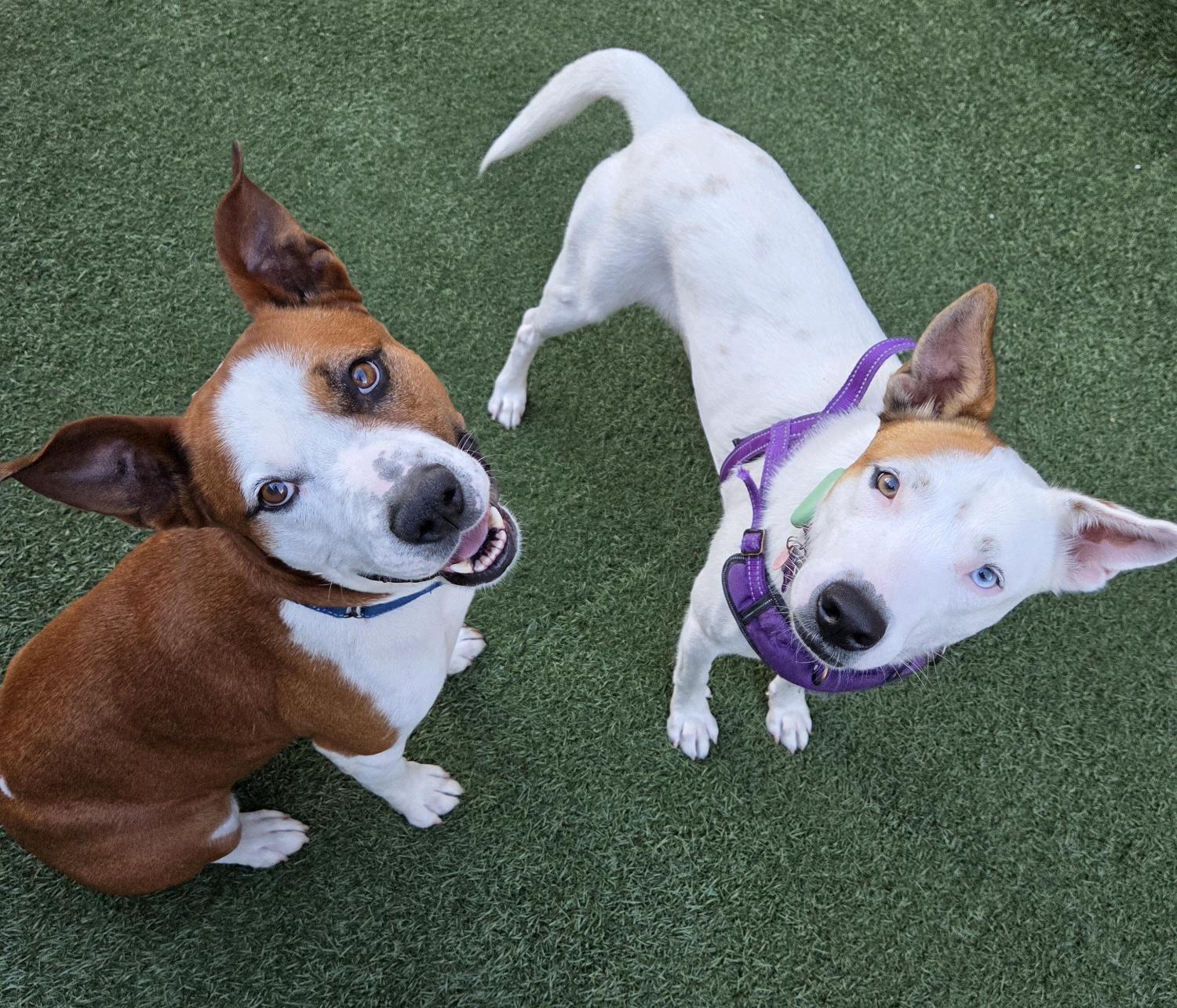 Enlarge Nanna, a Adoptable mixed breed in Schaumburg, IL image 6/6