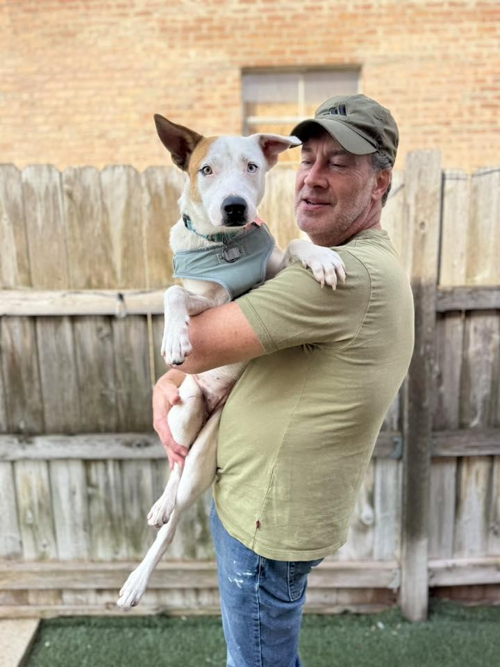 Nanna, ADOPTABLE, Young Female Australian Cattle Dog / Blue Heeler & Mixed Breed.