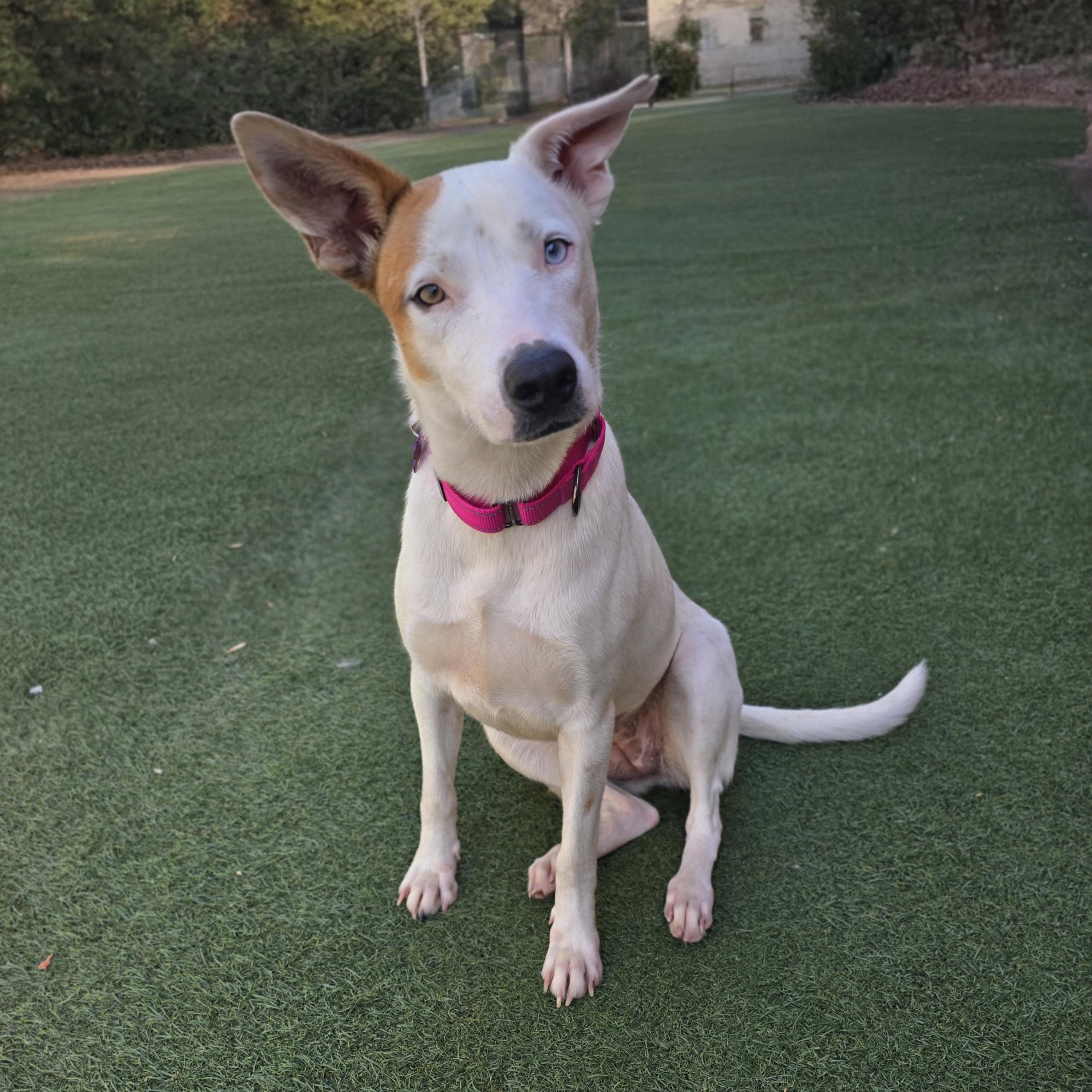 Enlarge Nanna, a ADOPTABLE mixed breed in Itasca, IL image 5/6