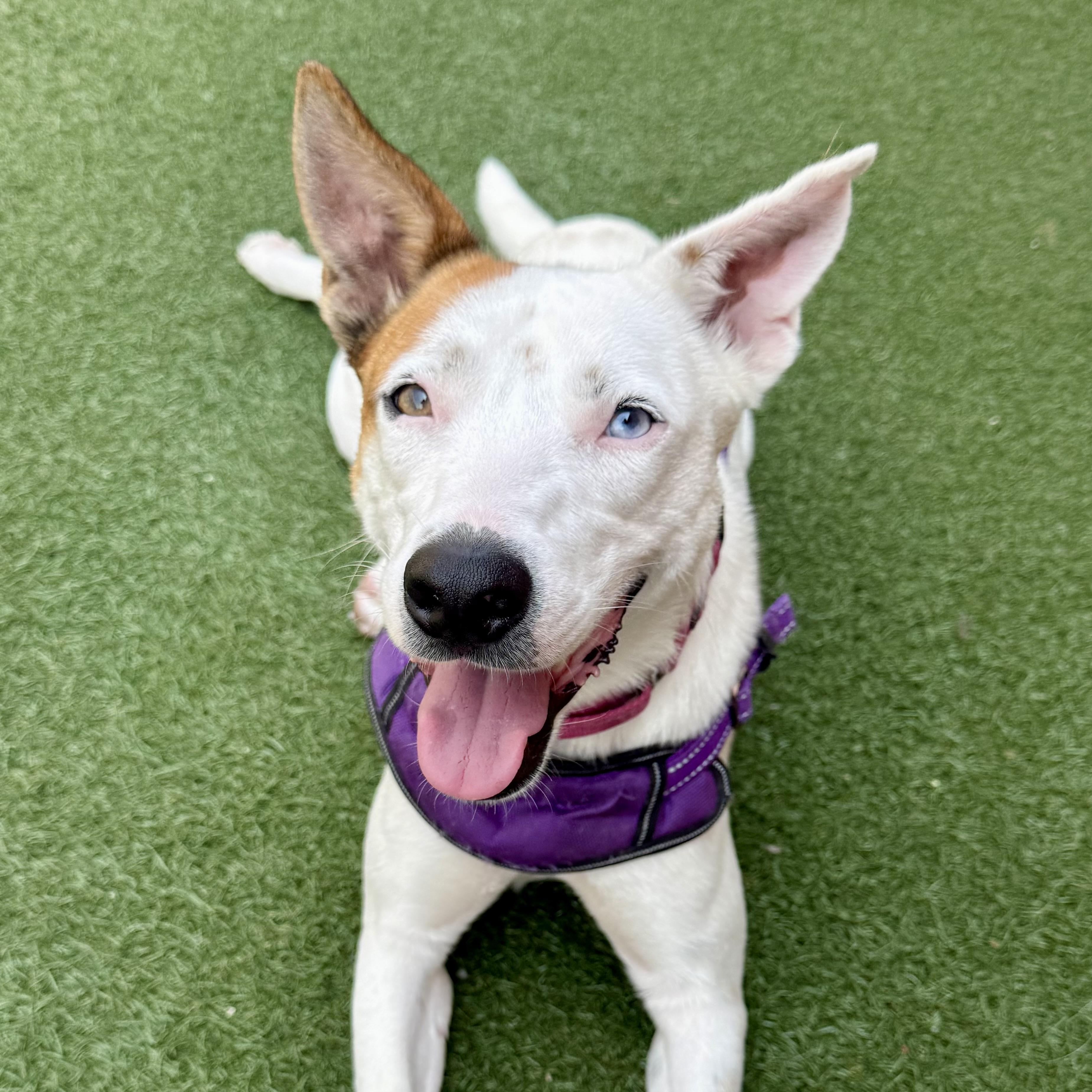 Enlarge Nanna, a ADOPTABLE mixed breed in Itasca, IL image 6/6