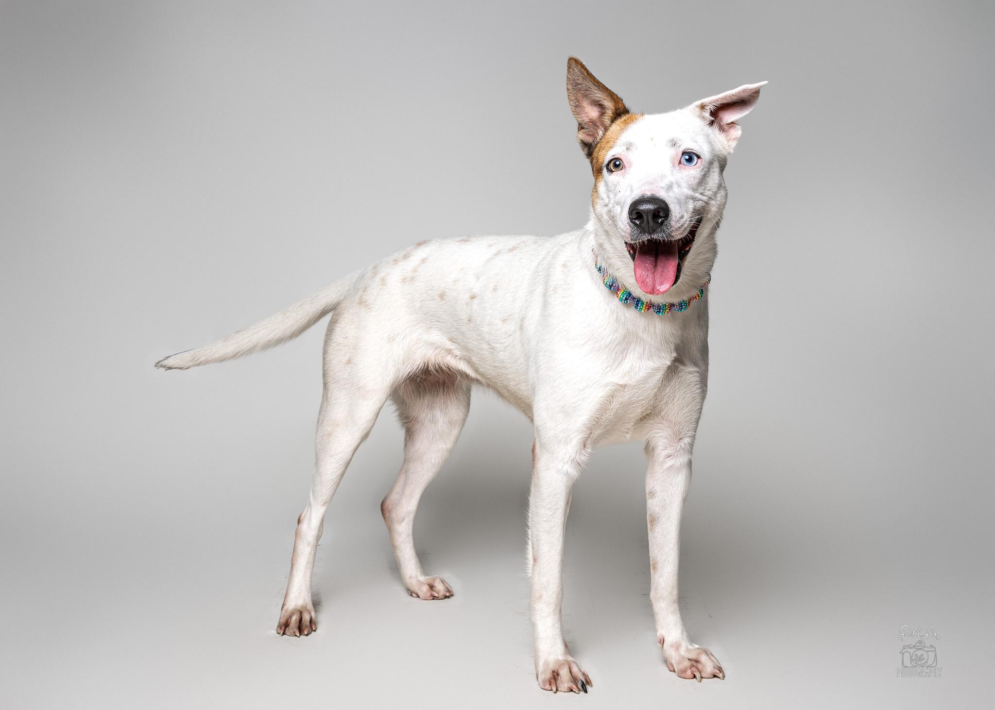 Enlarge Nanna, a ADOPTABLE mixed breed in Itasca, IL image 2/6