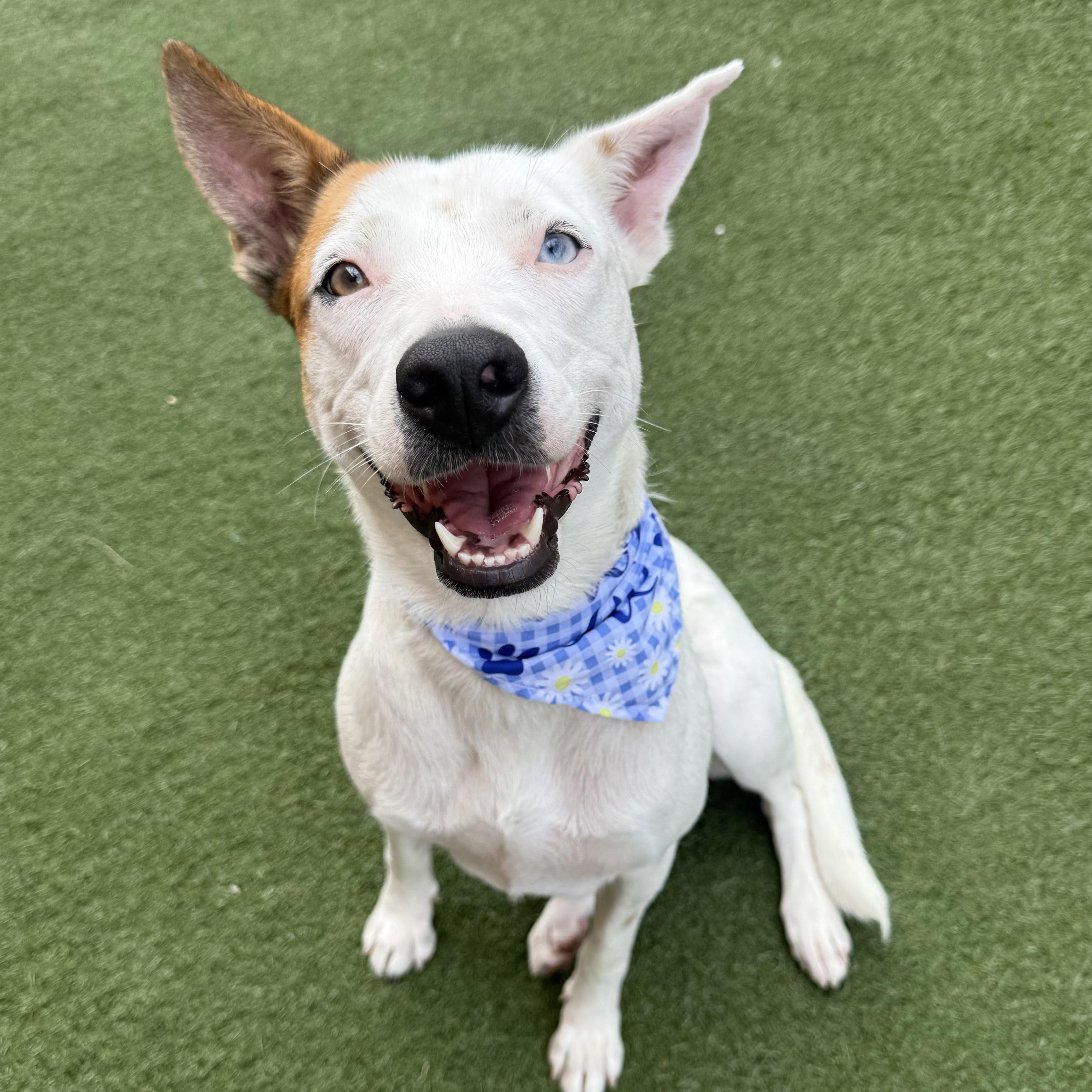 Nanna, Adoptable, Young Female Australian Cattle Dog / Blue Heeler & Mixed Breed.