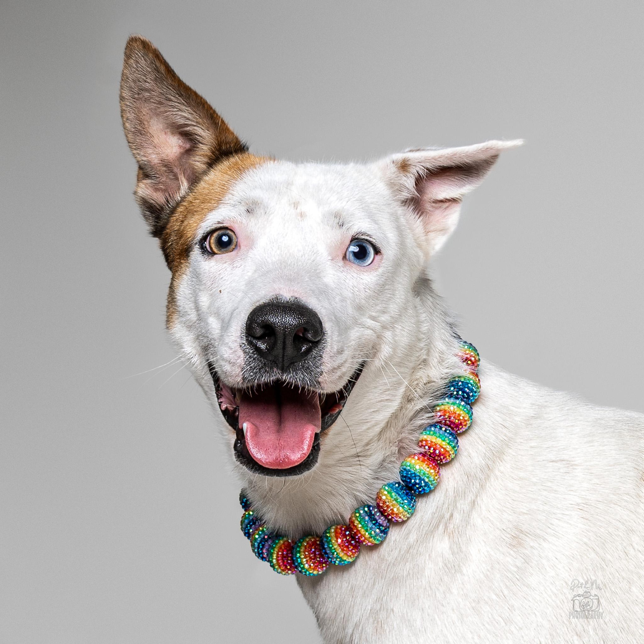 Enlarge Nanna, a ADOPTABLE mixed breed in Itasca, IL image 1/6