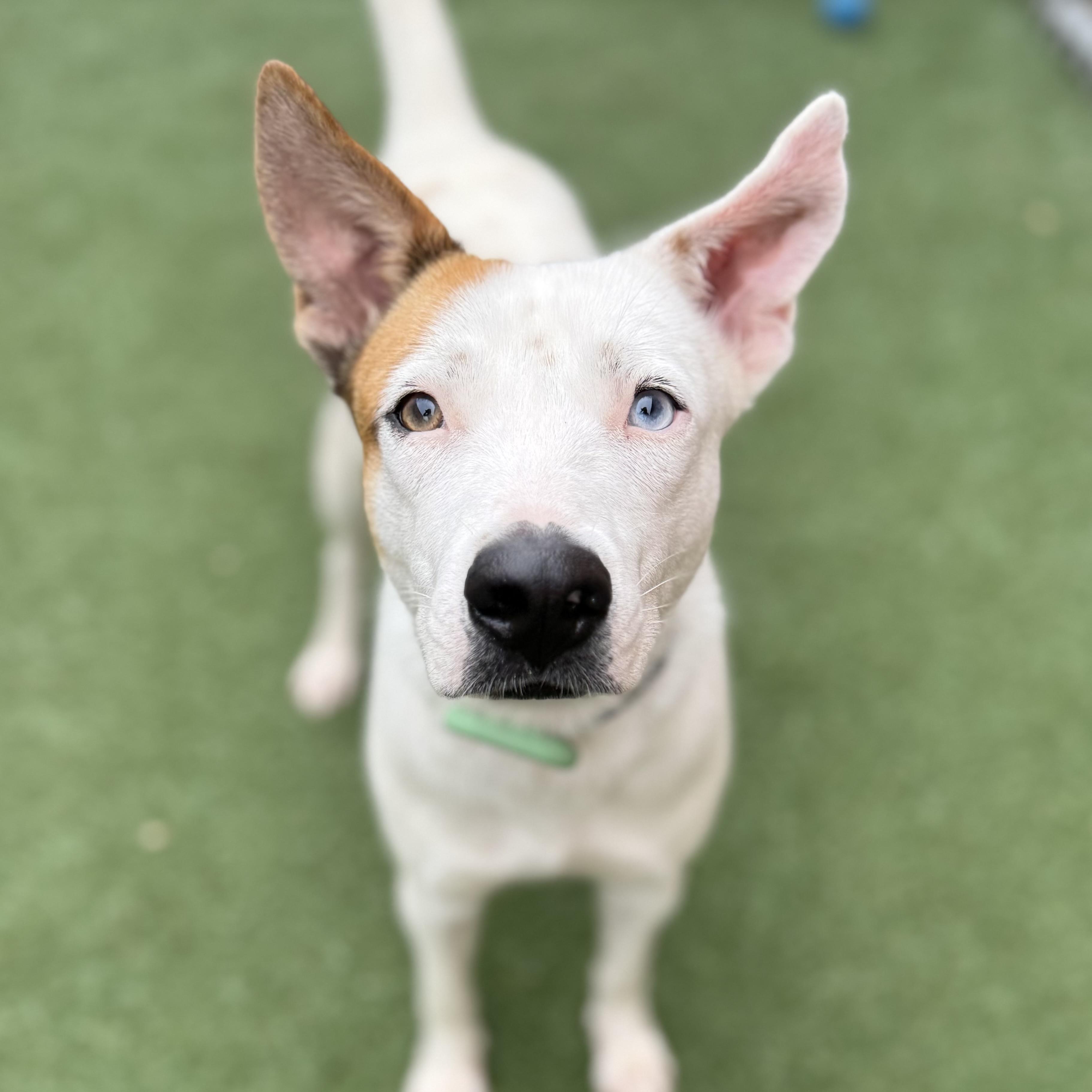 Enlarge Nanna, a ADOPTABLE mixed breed in Itasca, IL image 3/6