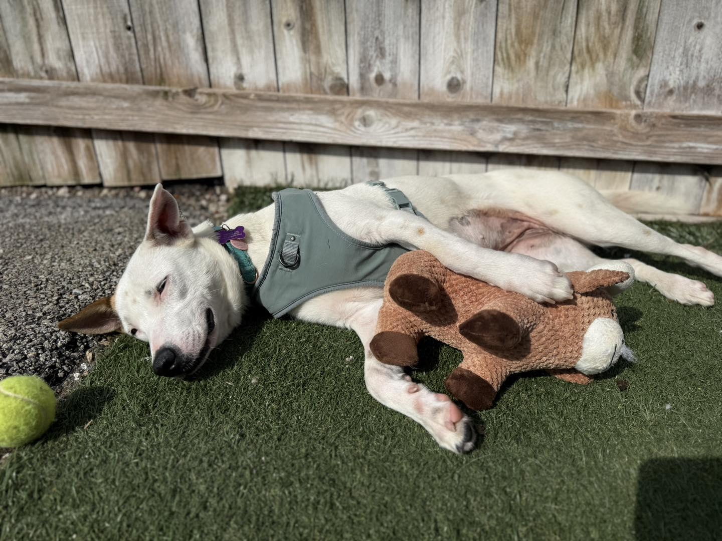 Enlarge Nanna, a ADOPTABLE mixed breed in Itasca, IL image 6/6