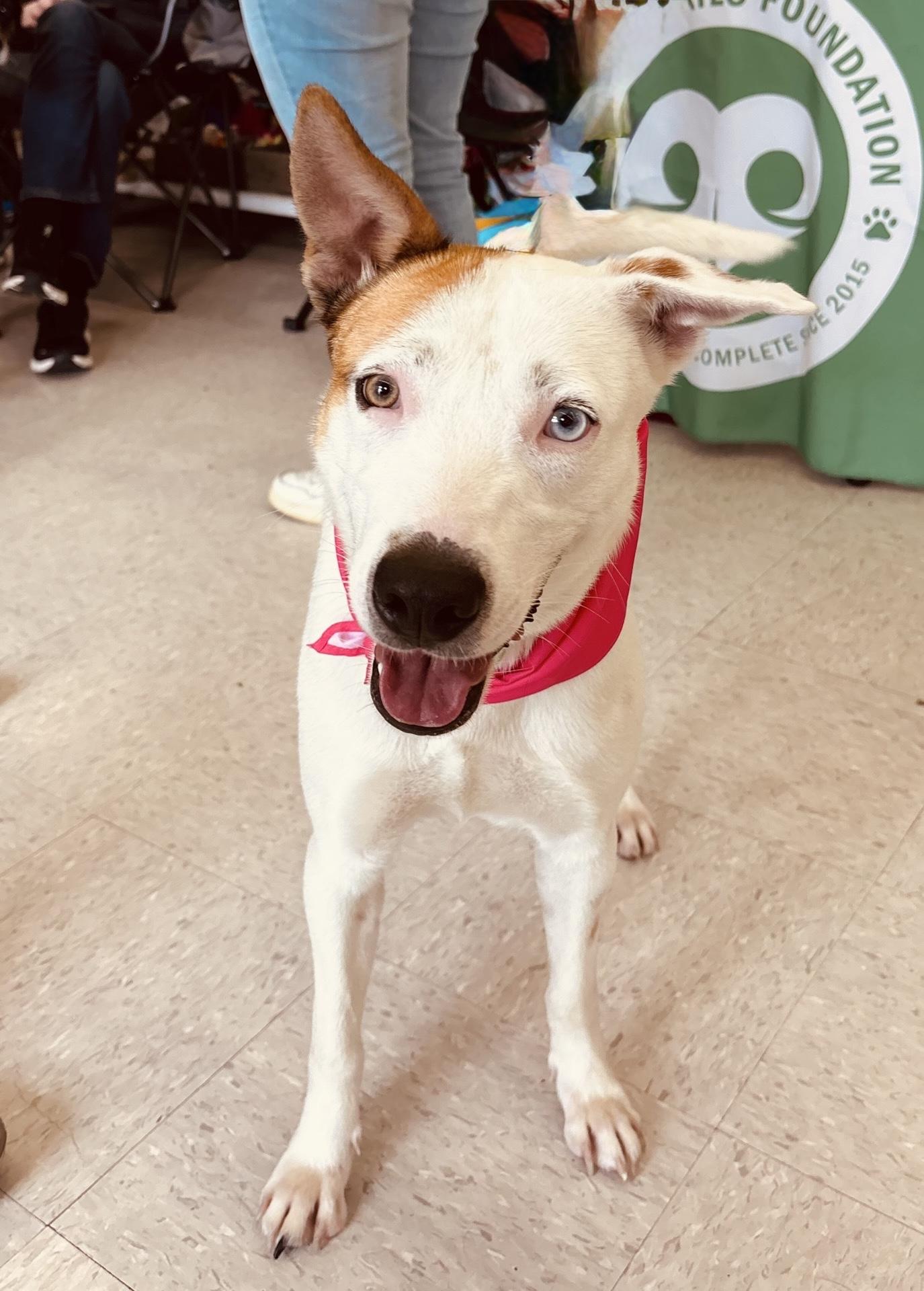 Enlarge Nanna, a ADOPTABLE mixed breed in Itasca, IL image 6/6