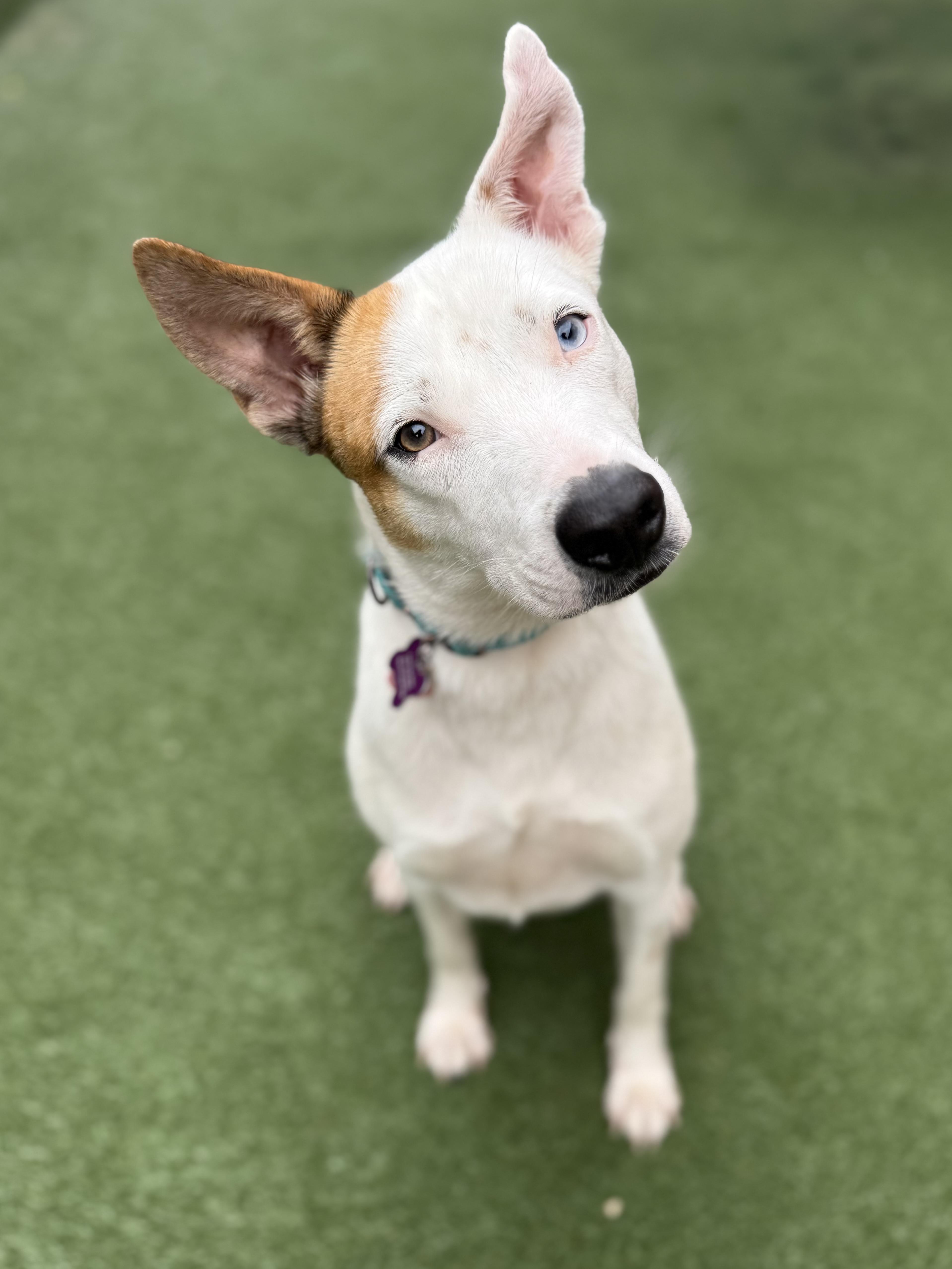 Enlarge Nanna, a ADOPTABLE mixed breed in Itasca, IL image 4/6