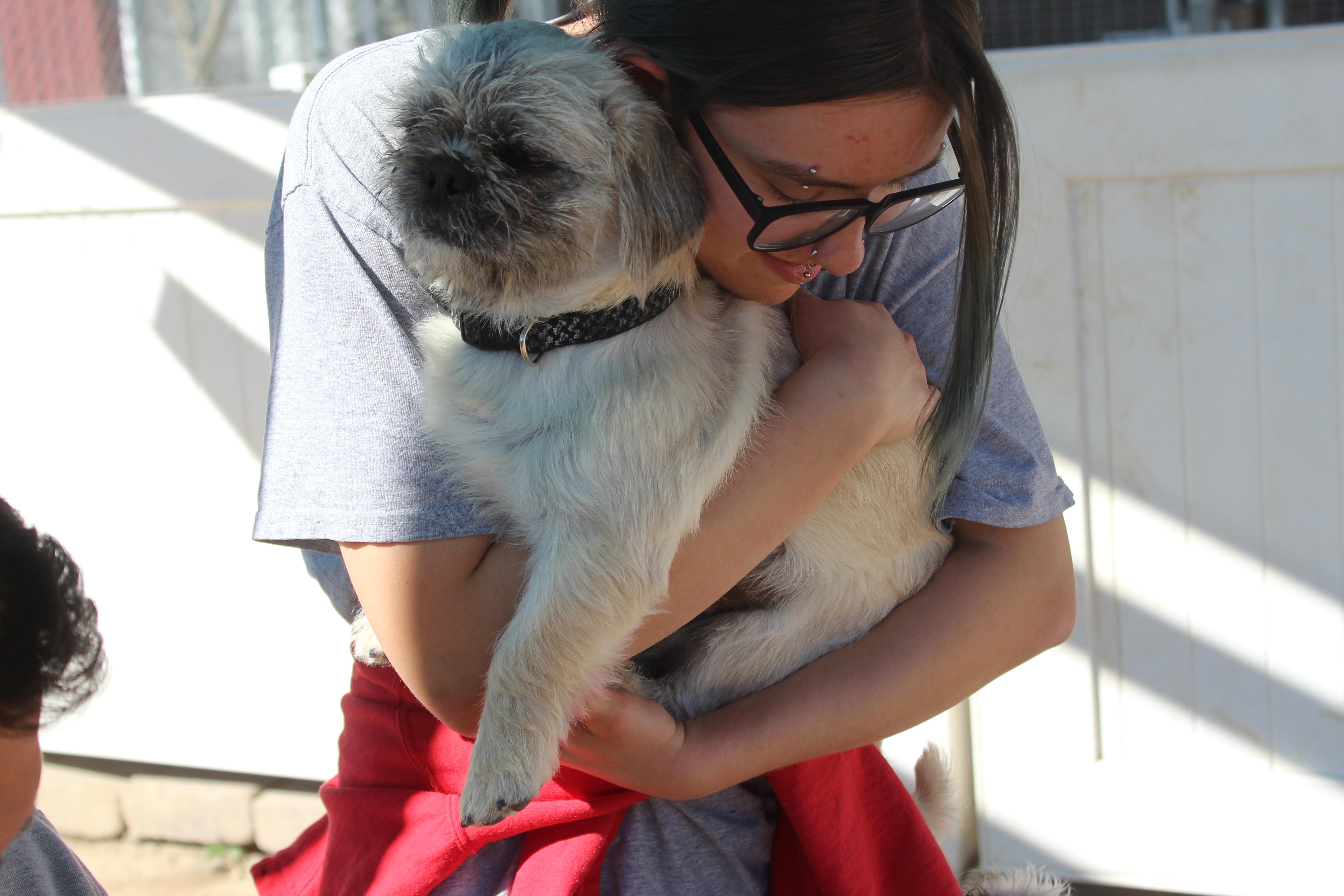 Enlarge Wicket, an adopted mixed breed in Yucca Valley, CA image 3/5