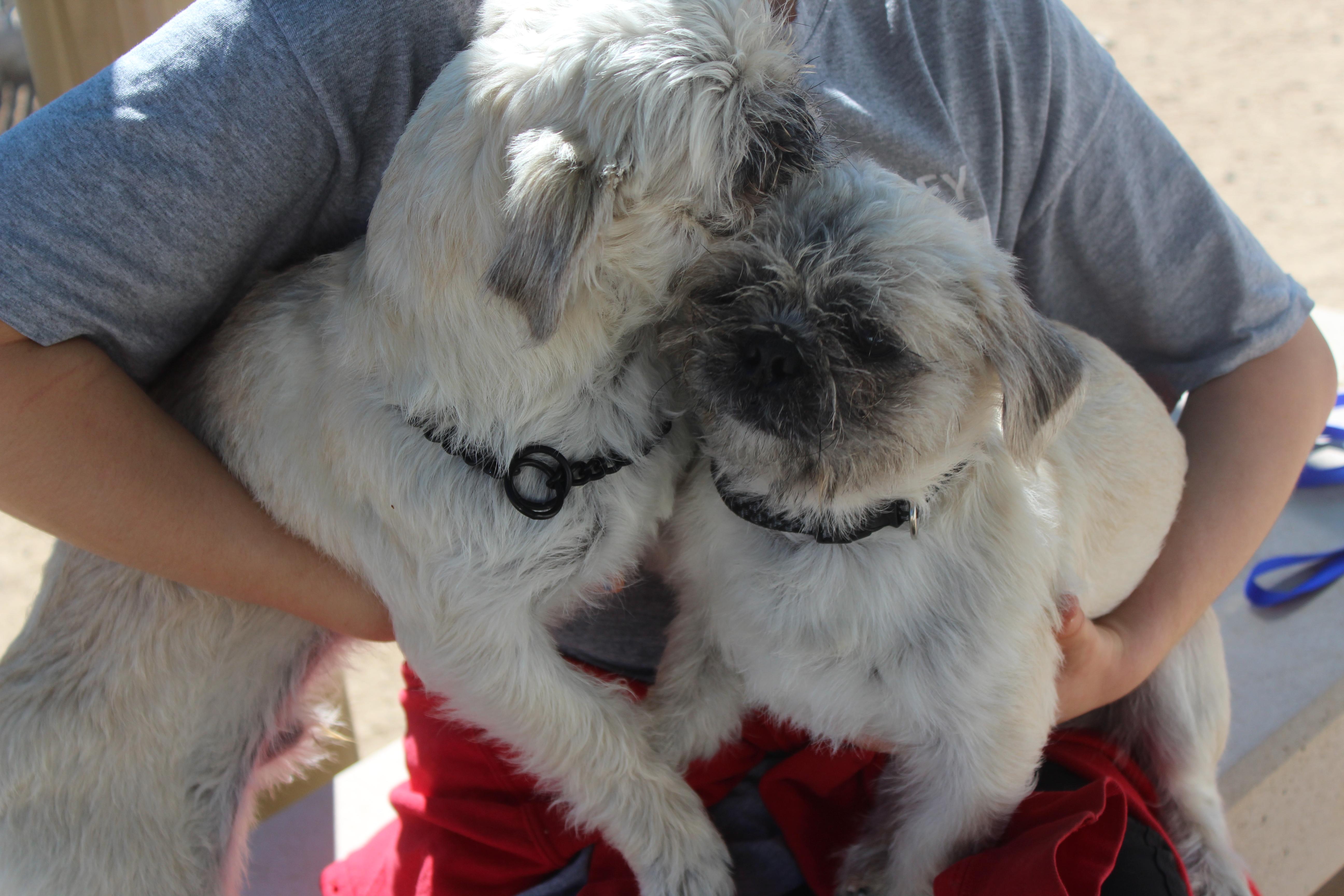 Enlarge Wicket, an adopted mixed breed in Yucca Valley, CA image 4/5