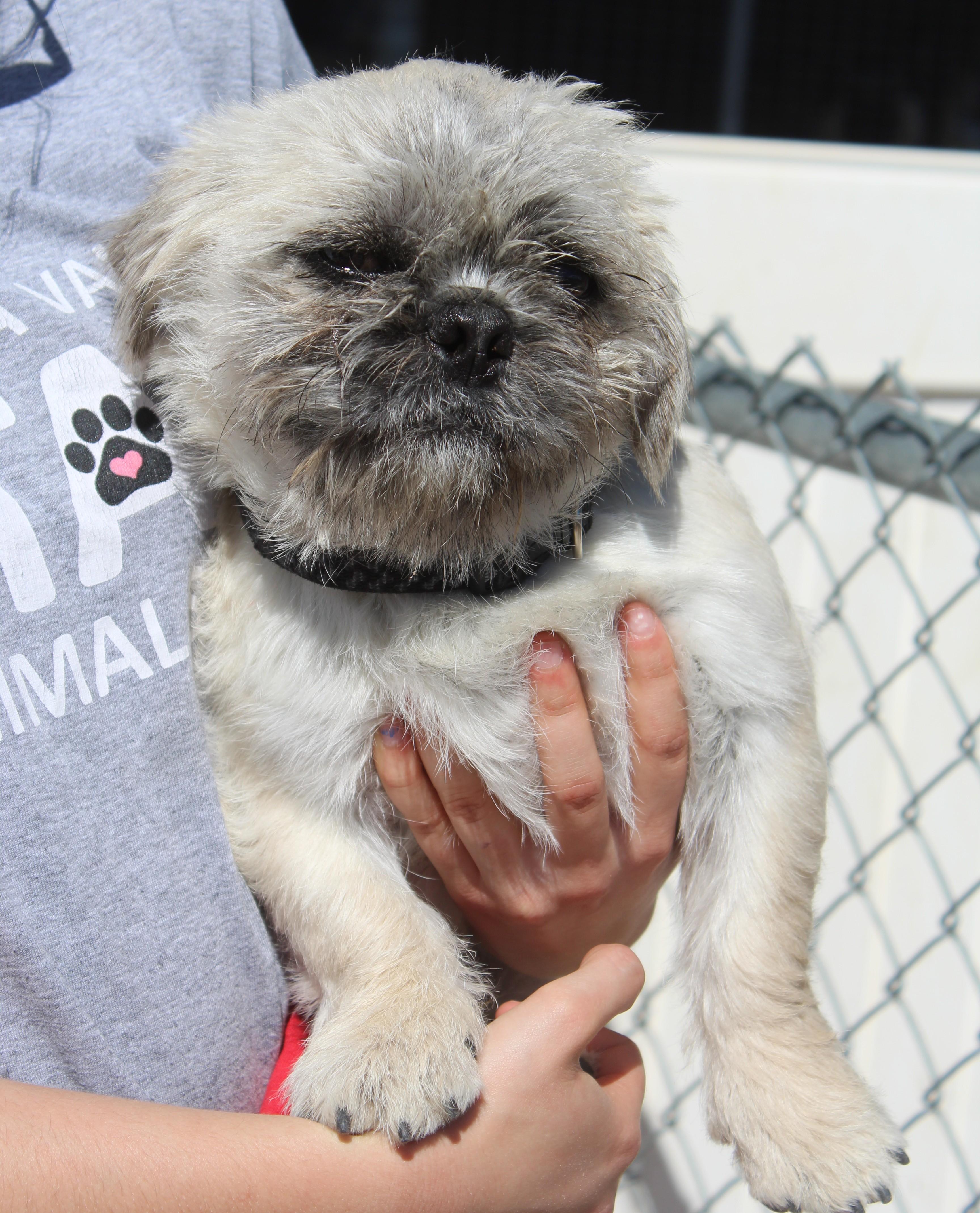Wicket, adopted, Young Male Shih Tzu & Pug.
