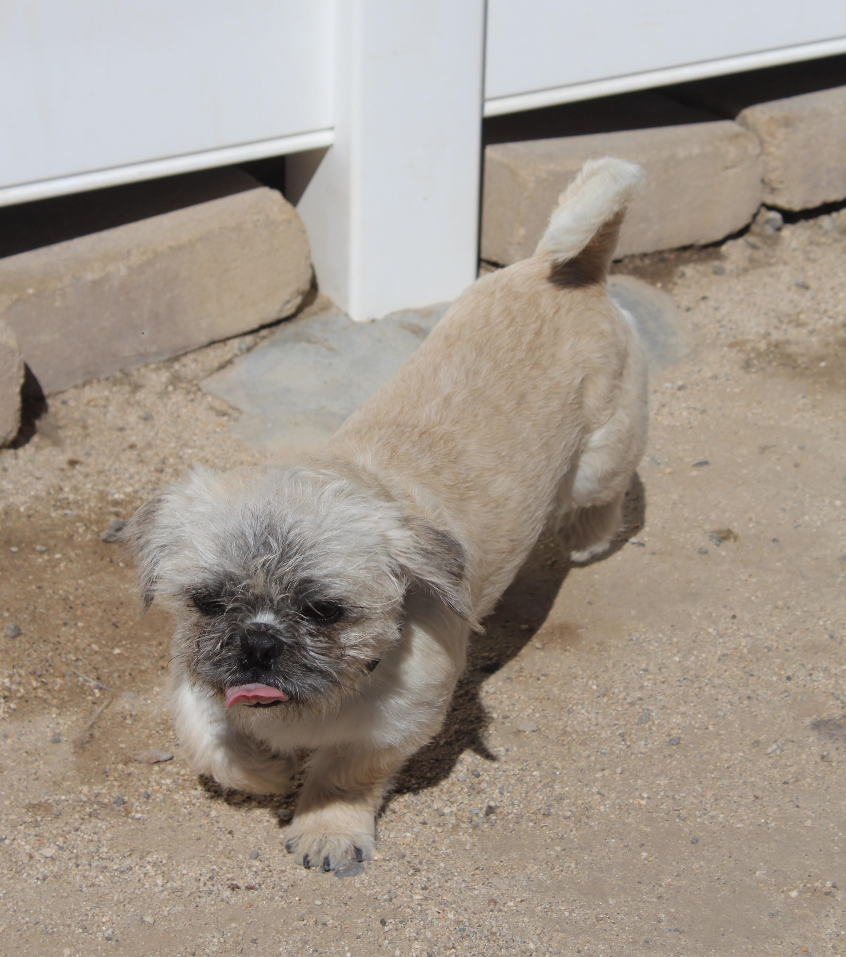 Enlarge Wicket, an adopted mixed breed in Yucca Valley, CA image 2/5