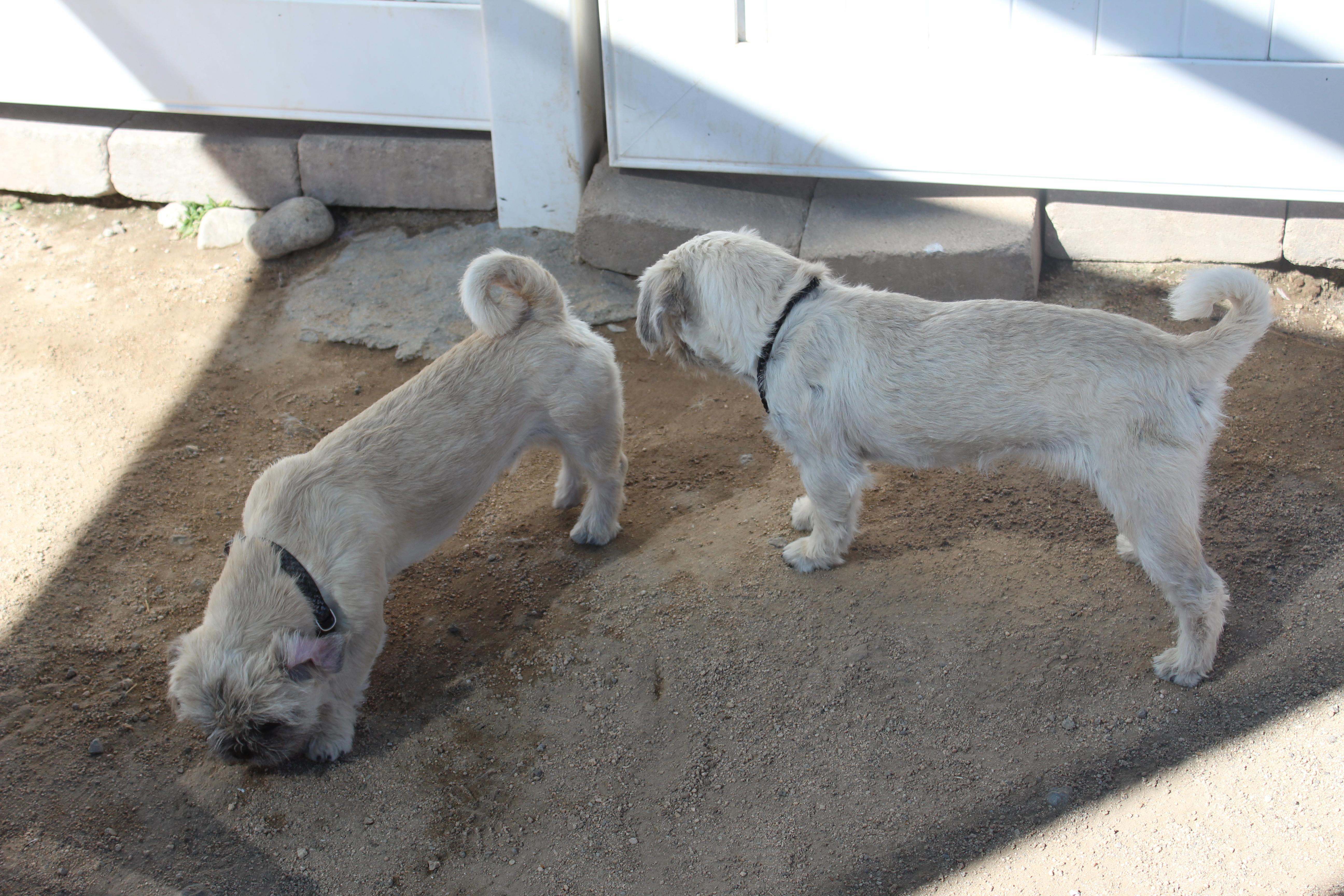 Enlarge Wicket, an adopted mixed breed in Yucca Valley, CA image 5/5