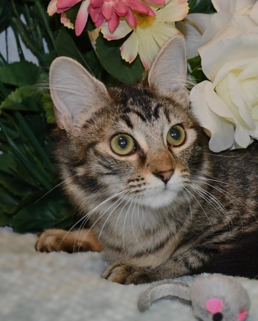 Shayla, Adoptable, Young Female Domestic Medium Hair.