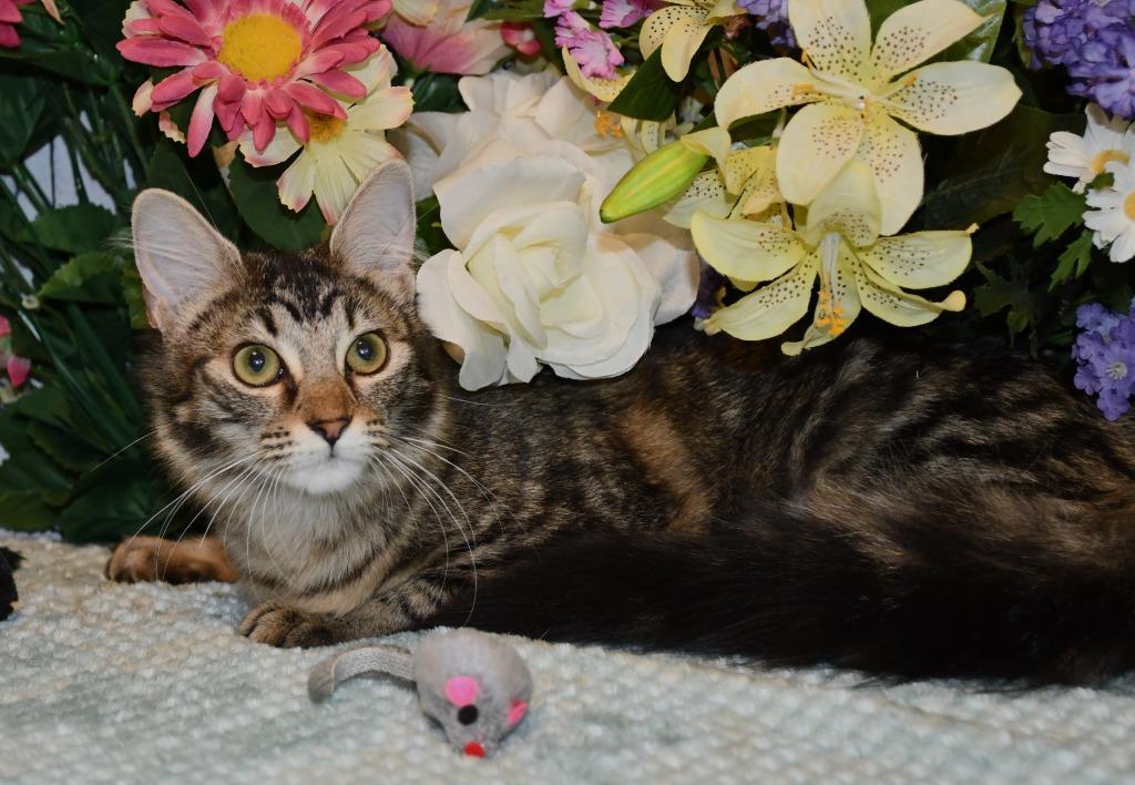 Enlarge Shayla, a Adoptable mixed breed in Roanoke, TX image 3/3