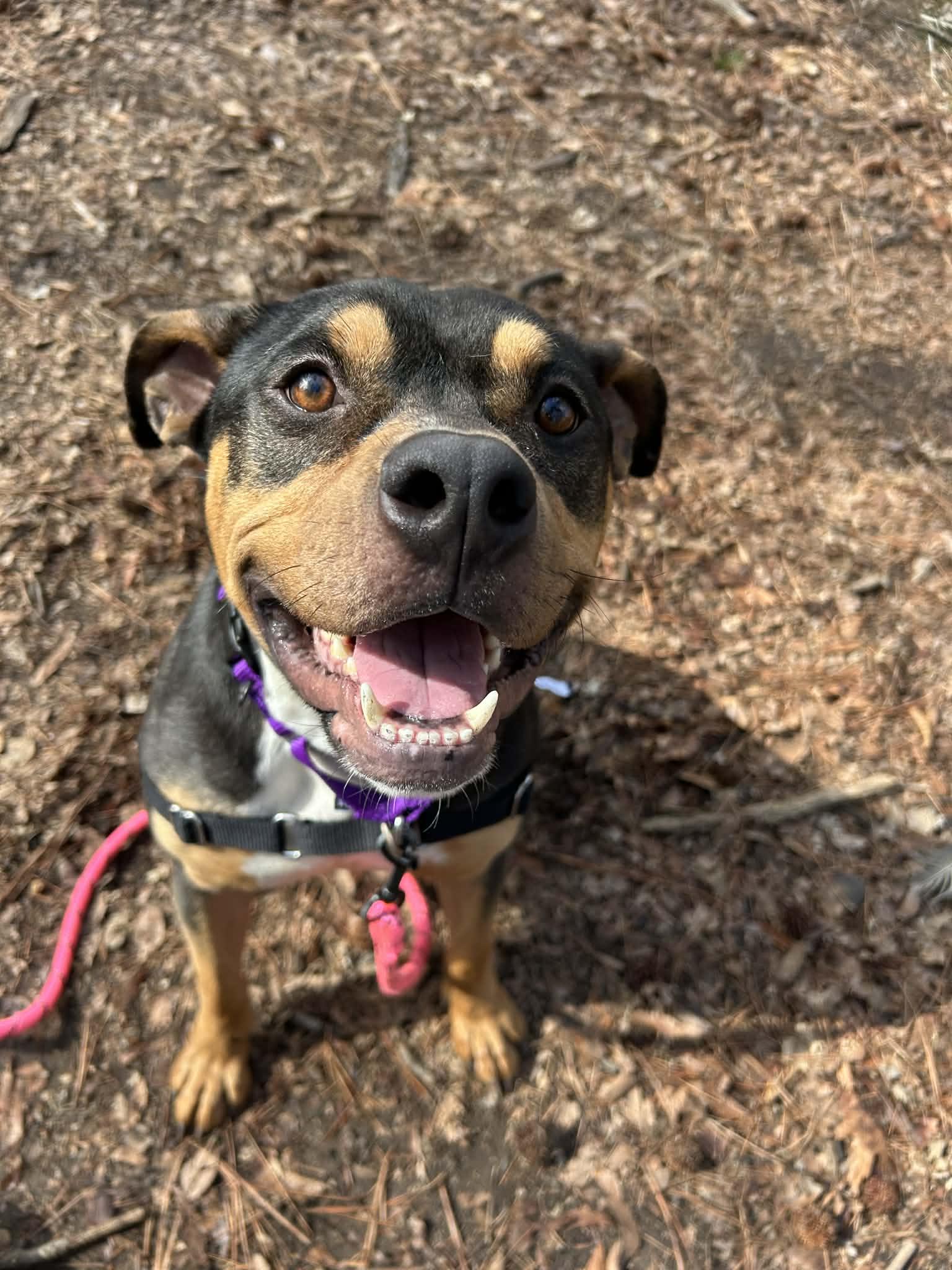 Enlarge Toffee Crunch, a Adoptable Mixed Breed in Durham, NC image 1/3
