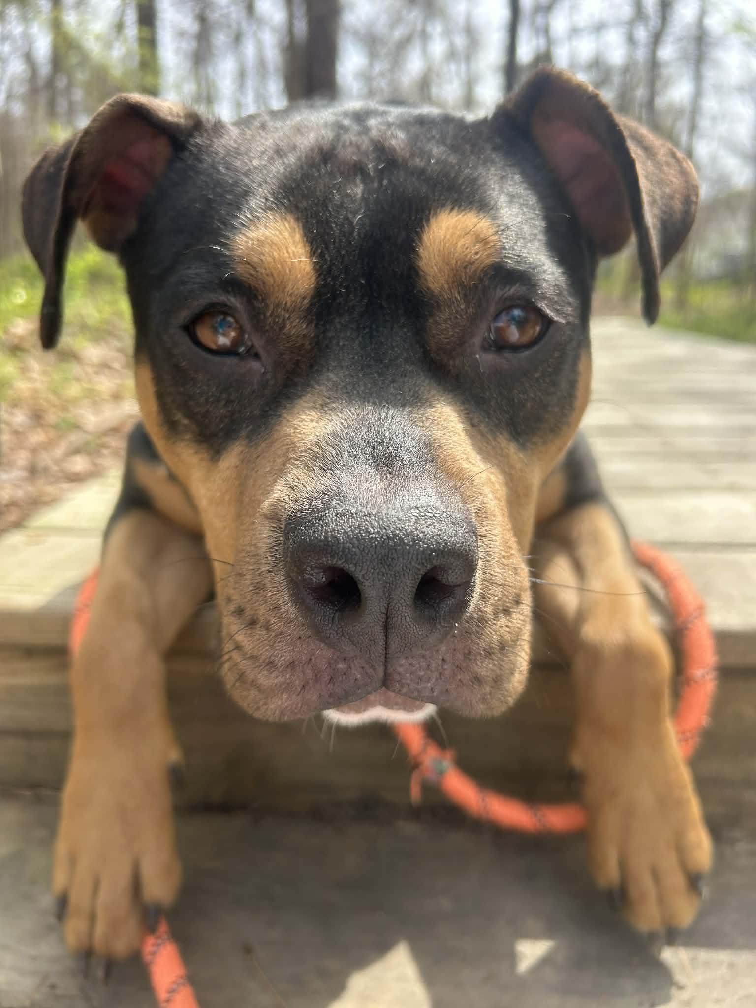 Enlarge Toffee Crunch, a Adoptable Mixed Breed in Durham, NC image 2/3