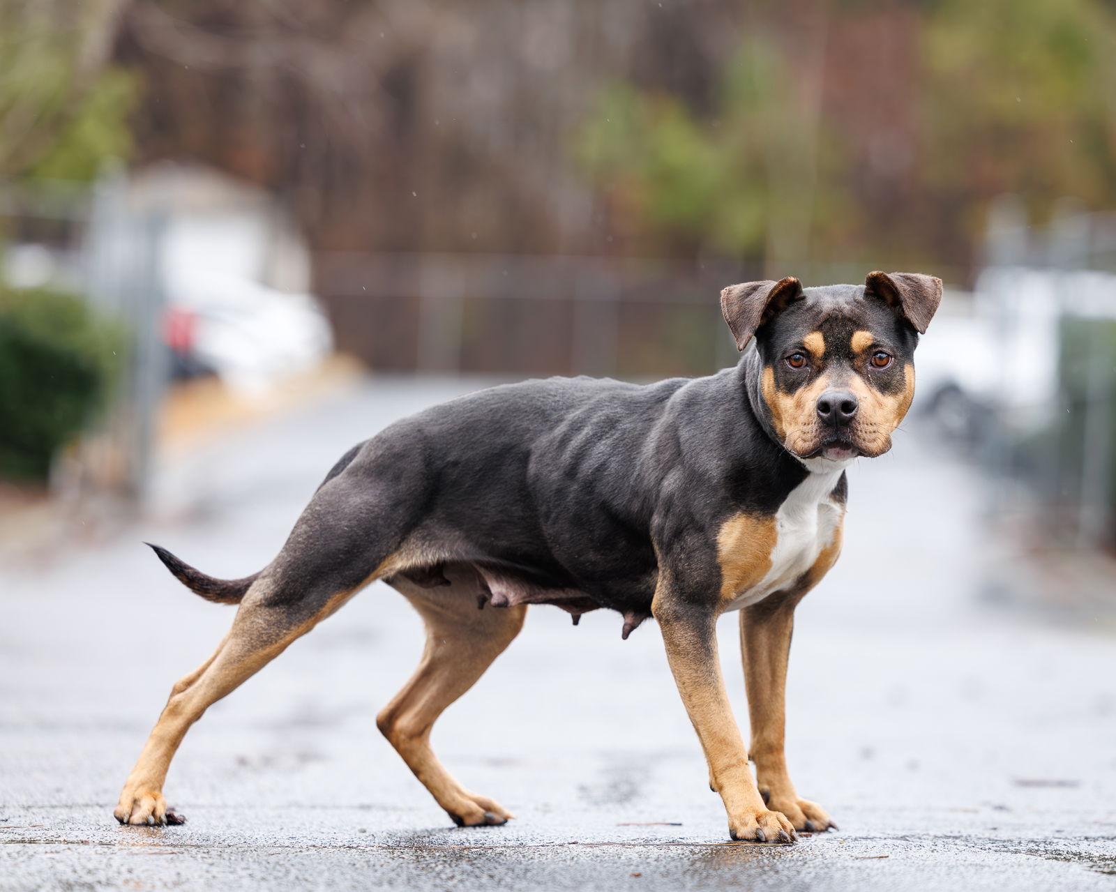 Toffee Crunch, Adoptable, Adult Female Mixed Breed.