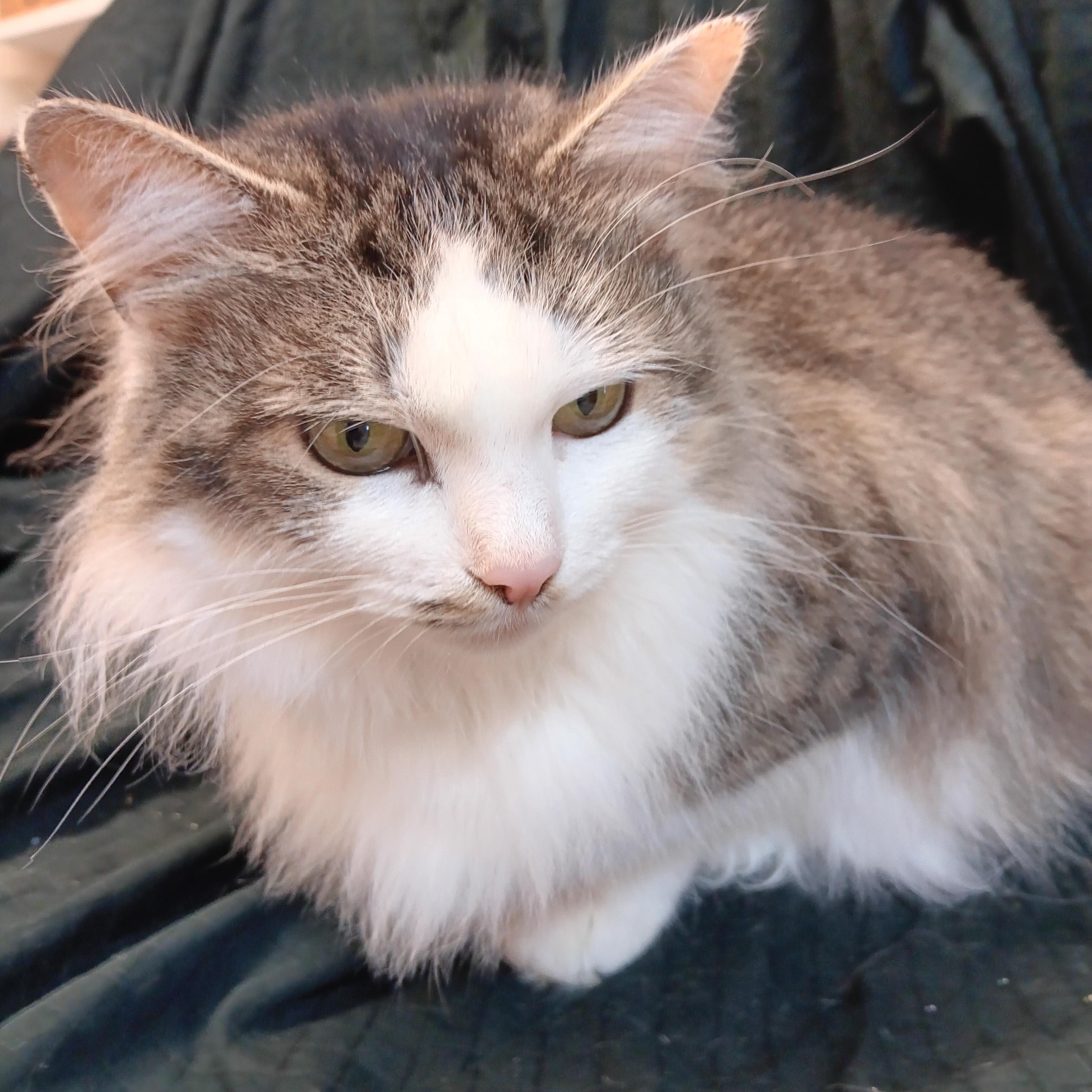 Enlarge Maddy, an adopted mixed breed in North East, MD image 2/4