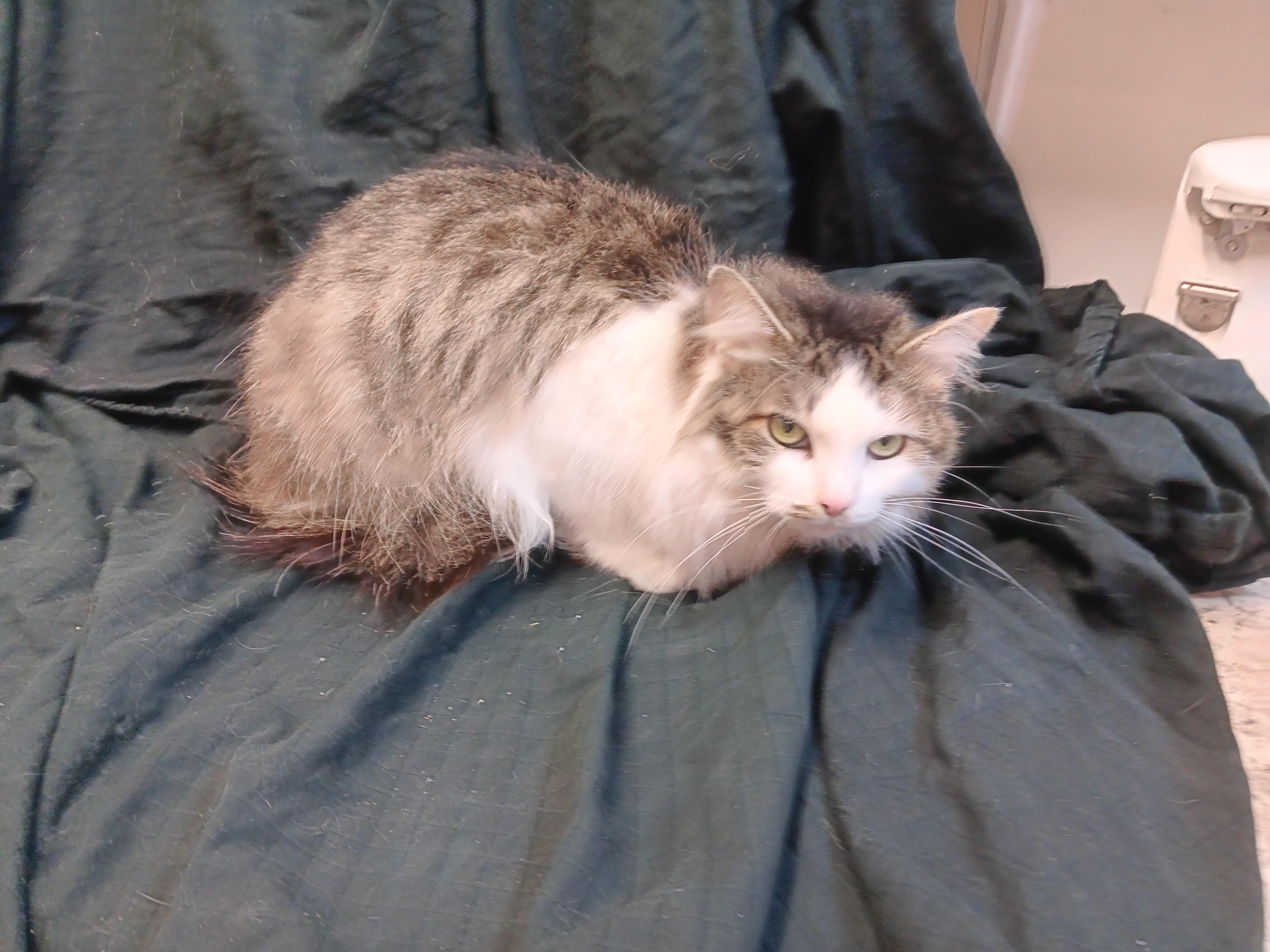 Enlarge Maddy, an adopted mixed breed in North East, MD image 4/4