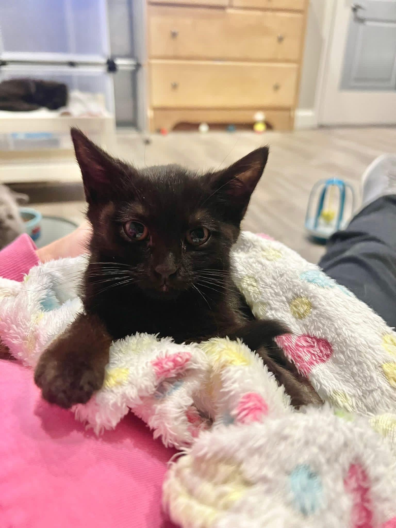 Enlarge Brook, a ADOPTABLE Domestic Short Hair in Saint Charles, MO image 1/1