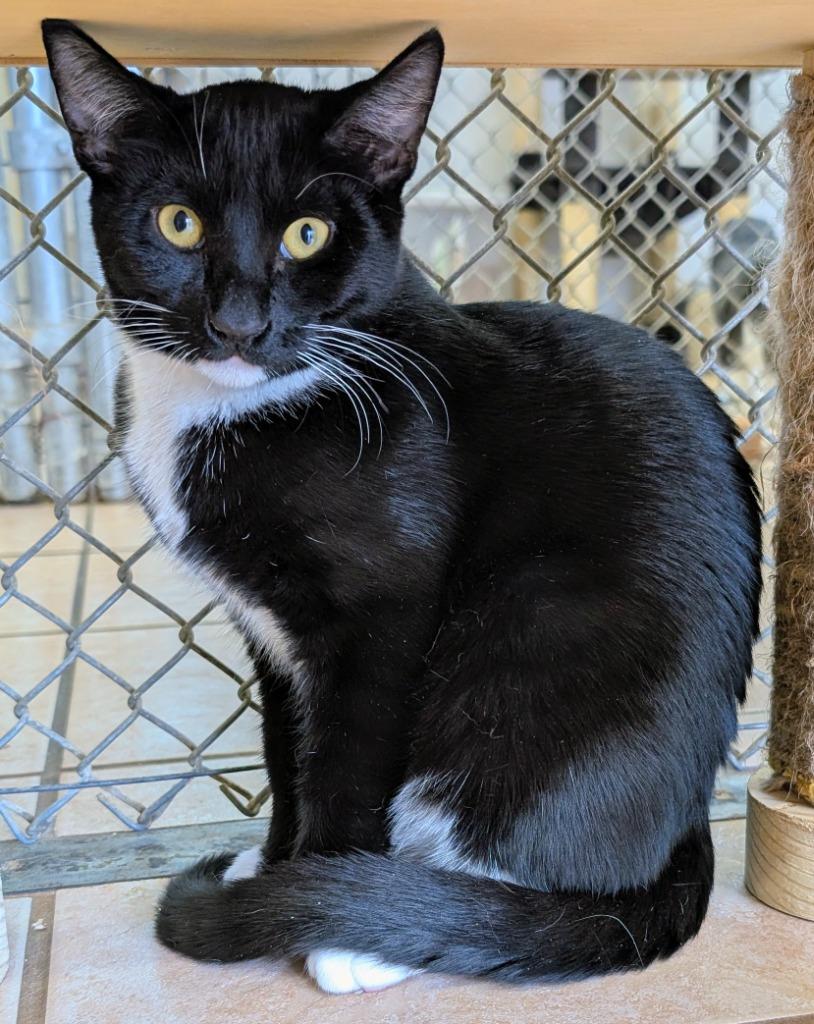 Enlarge Trip, a Adoptable mixed breed in Peoria, AZ image 1/2