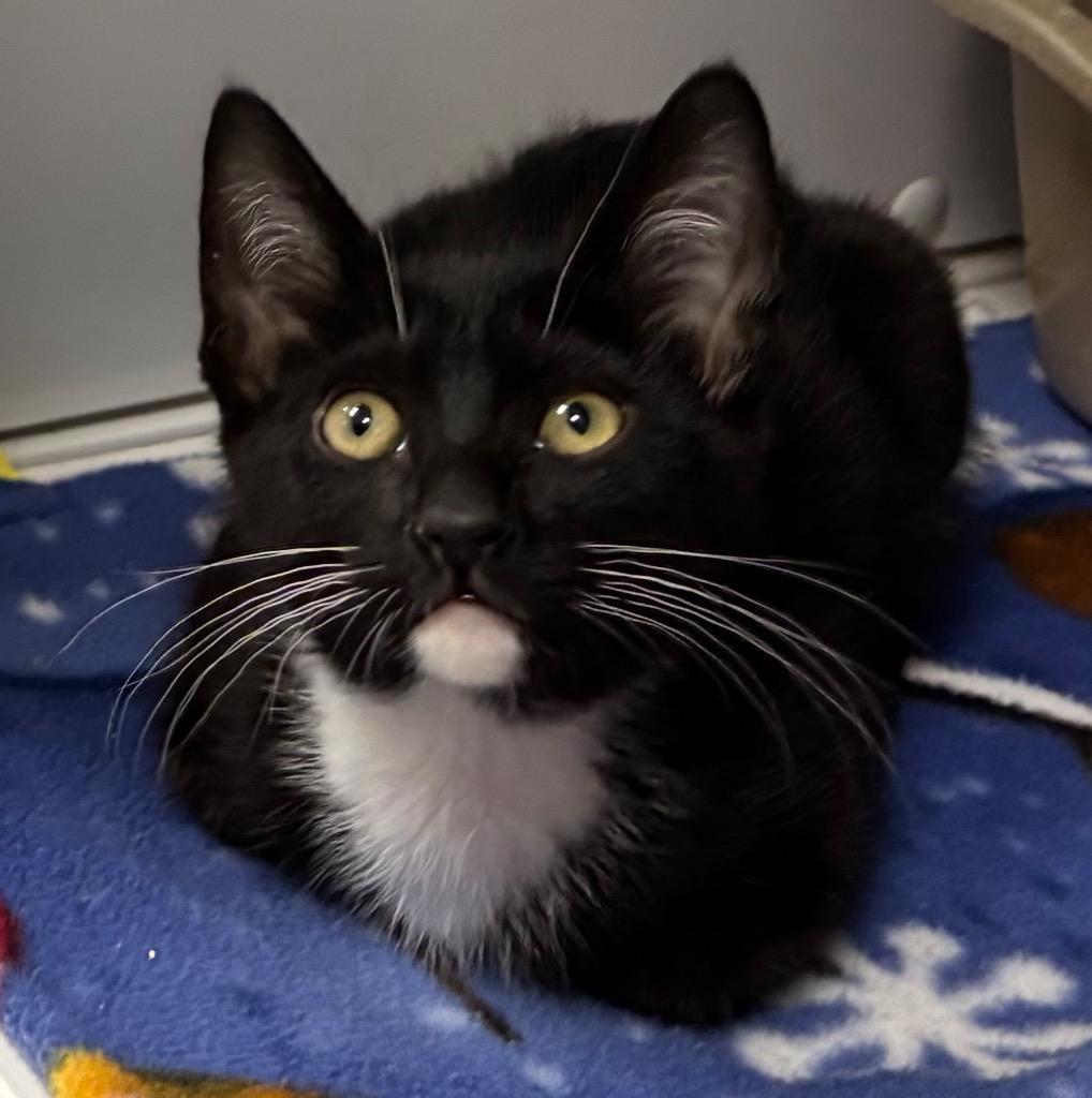 Enlarge Trip, a Adoptable mixed breed in Peoria, AZ image 2/2