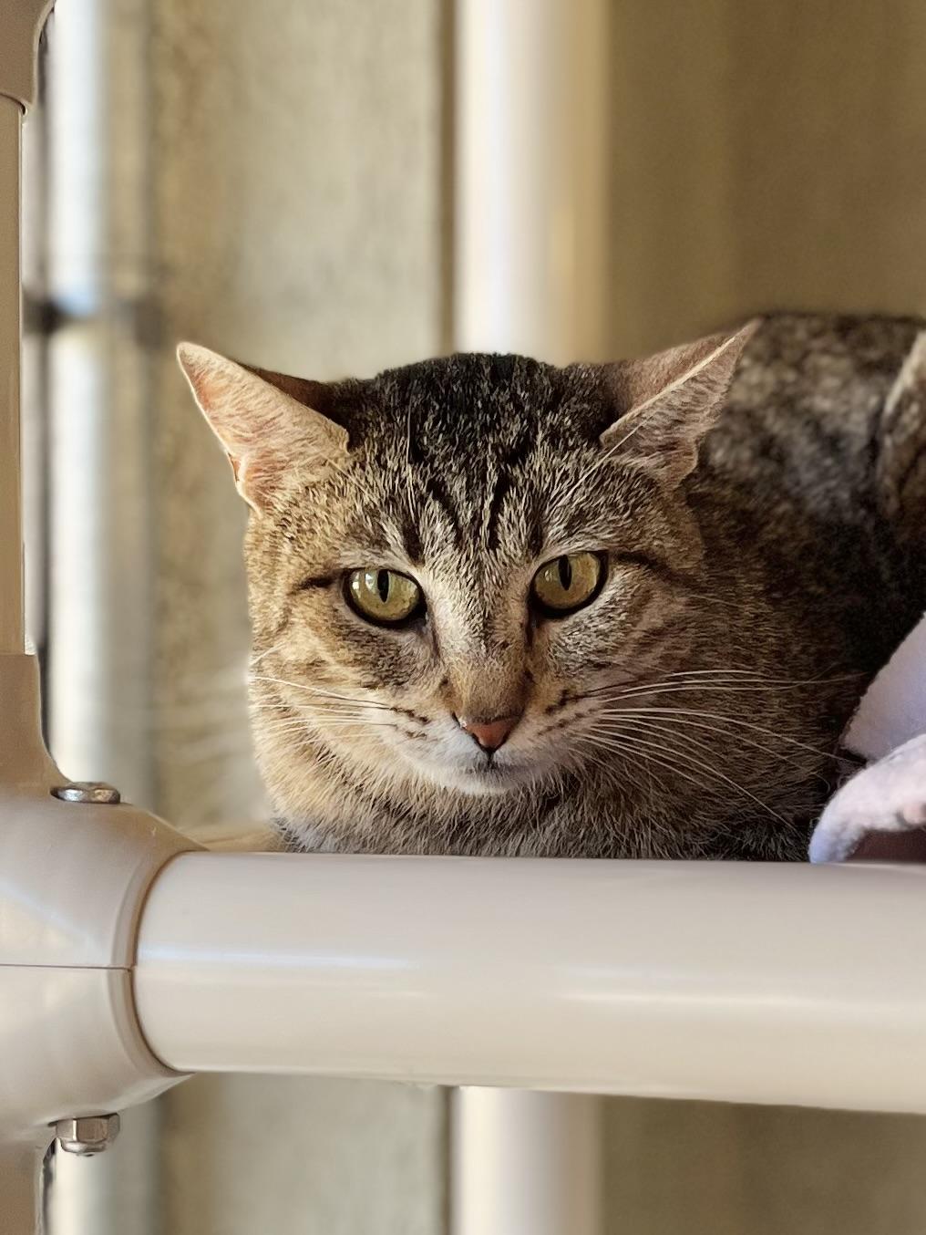 Leto, ADOPTABLE, Adult Female Domestic Short Hair.