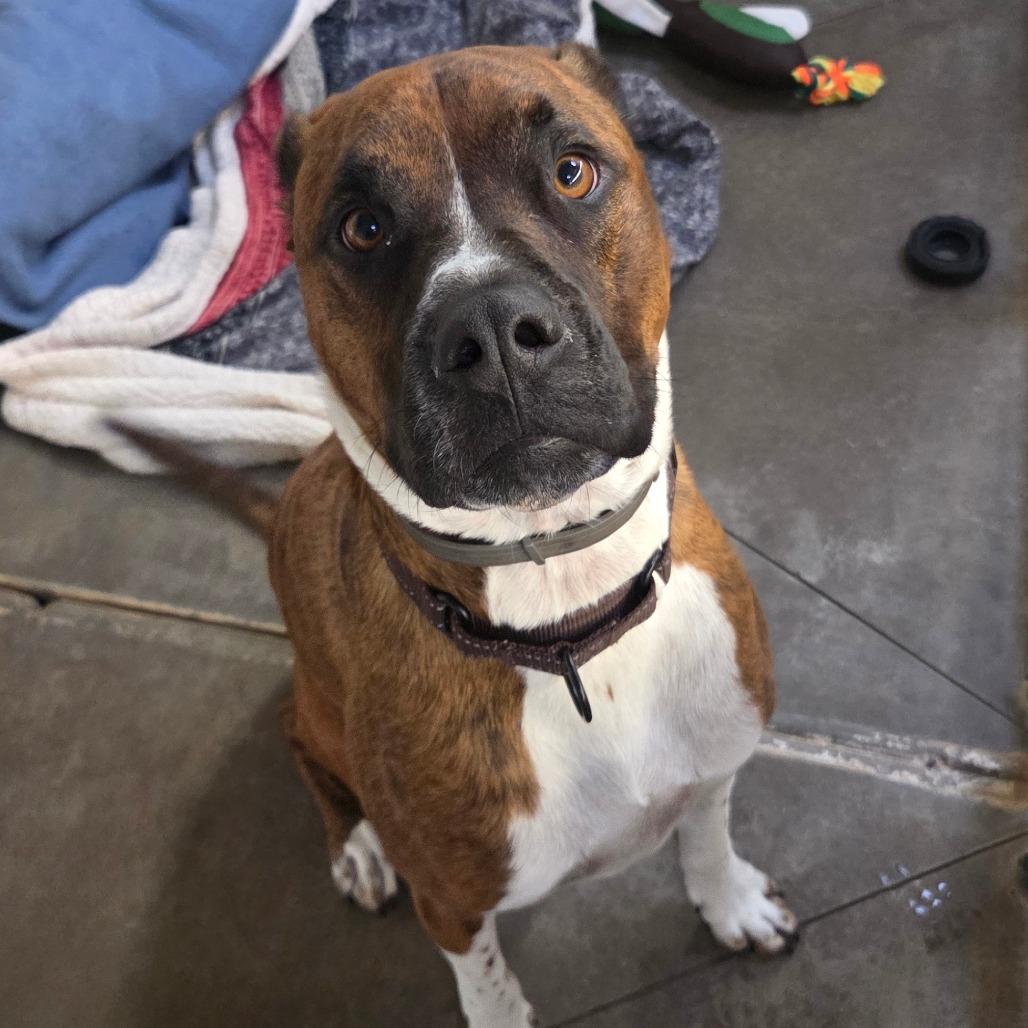 Sherwood, a Adoptable mixed breed in Fort Bragg, CA image 4/4