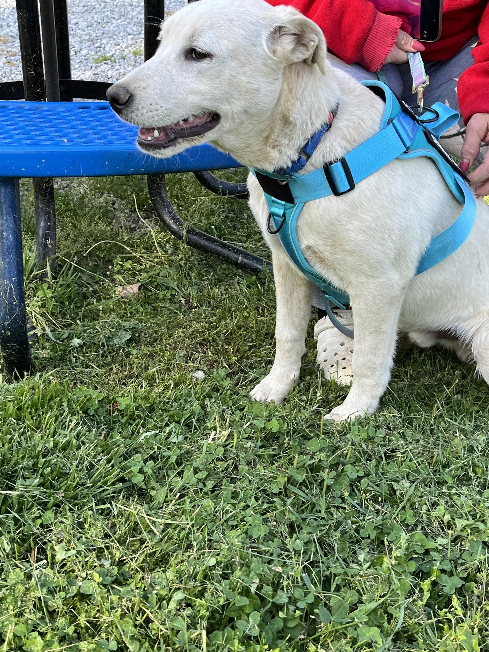 Andrew, a Adopted mixed breed in Londonderry, NH image 1/3