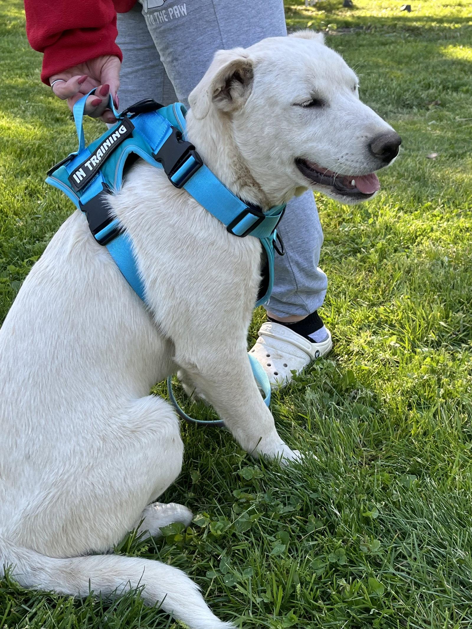 Andrew, a Adopted mixed breed in Londonderry, NH image 2/3