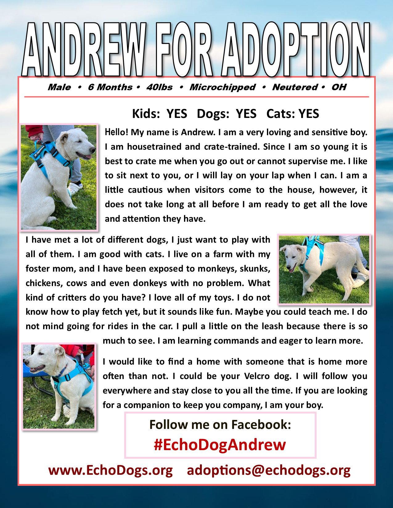Andrew, a Adopted mixed breed in Londonderry, NH image 3/3