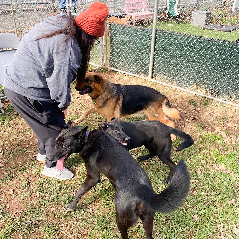 Enlarge Jewel, a Adoptable German Shepherd Dog in Millburn, NJ image 5/5