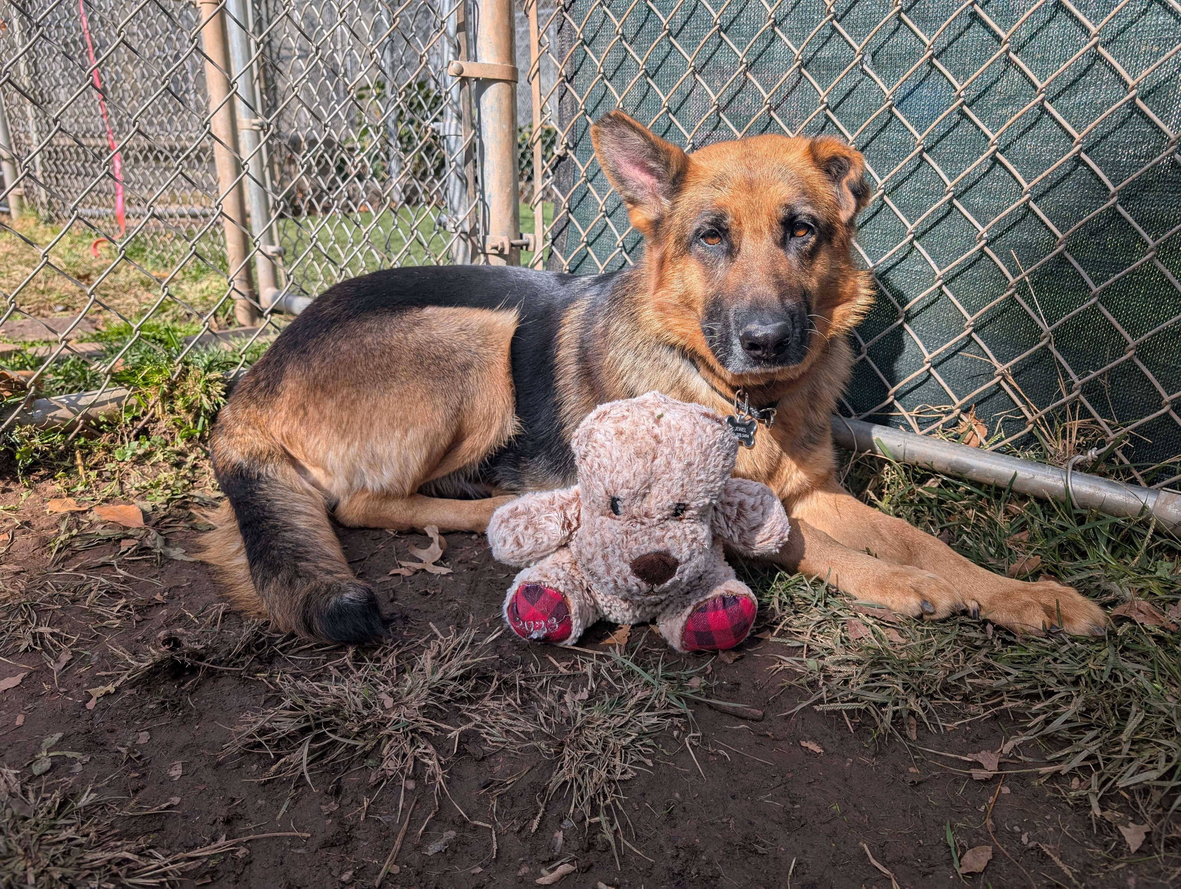 Enlarge Jewel, a Adoptable German Shepherd Dog in Millburn, NJ image 2/4