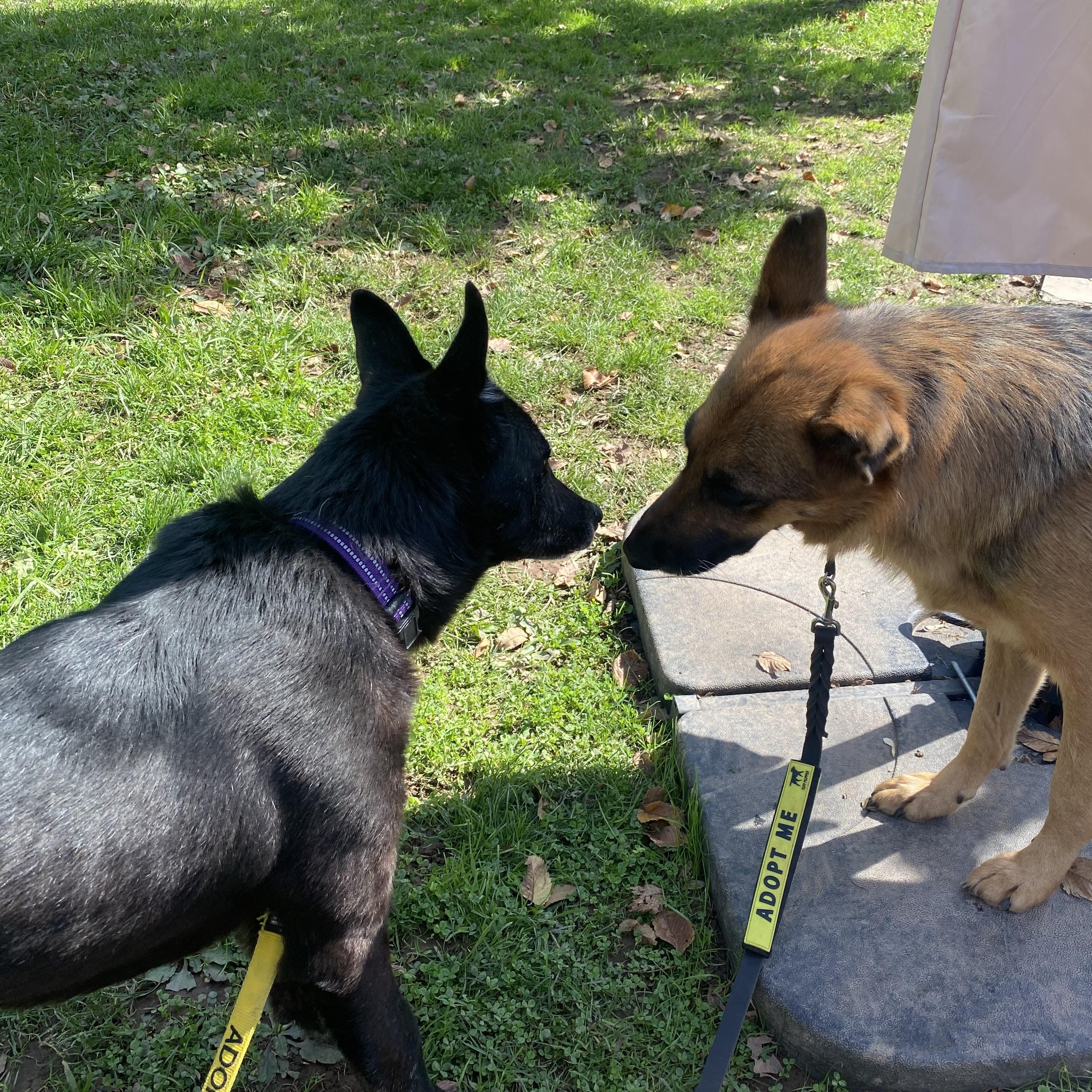 Enlarge Jewel, a Adoptable German Shepherd Dog in Millburn, NJ image 3/4