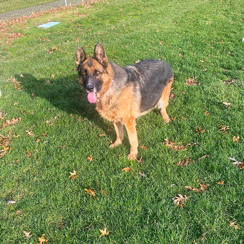 Jewel, Adoptable, Adult Female German Shepherd Dog.